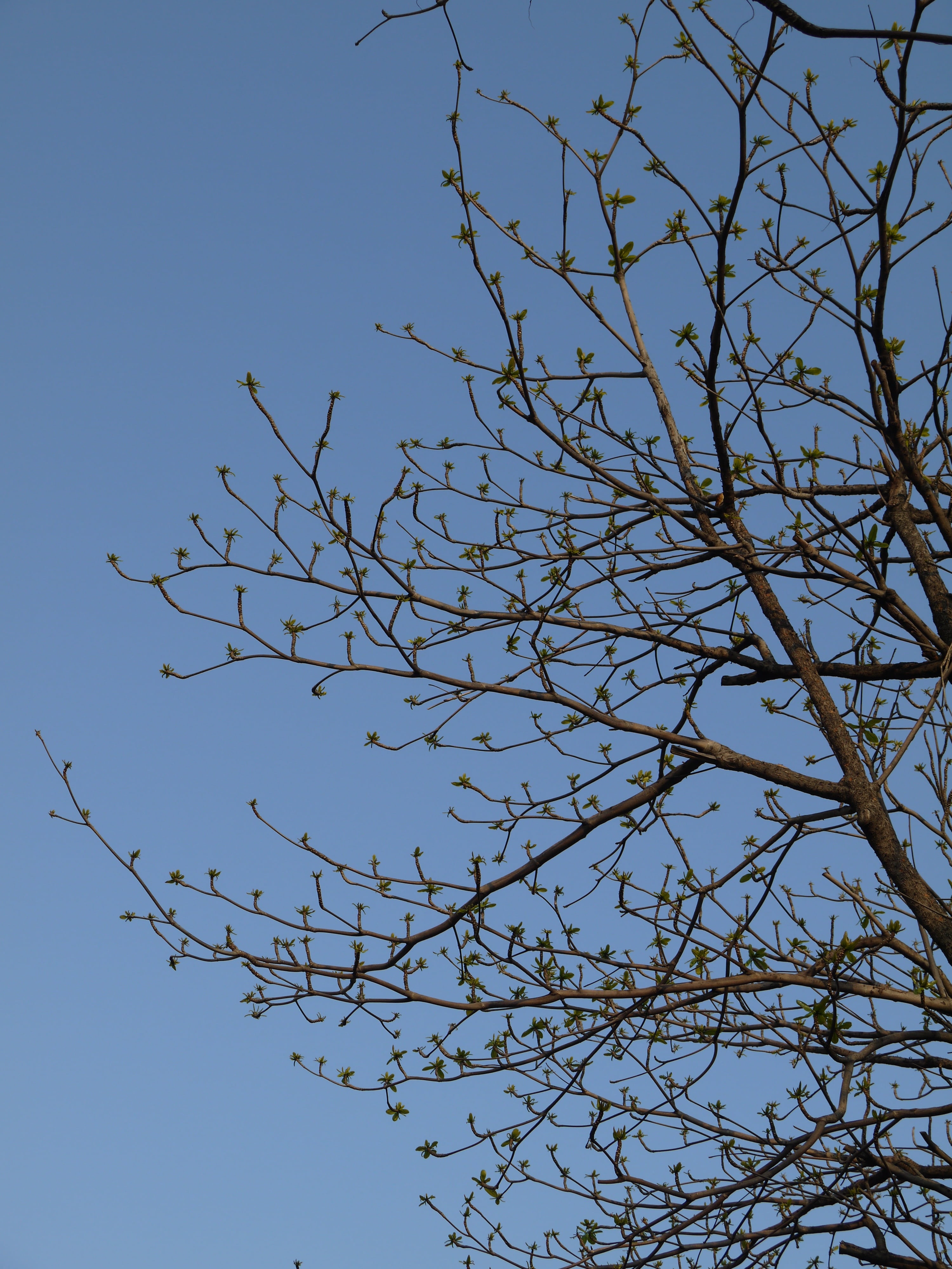 tree, branches, spring, sky, blue, low angle view, plant, clear sky
