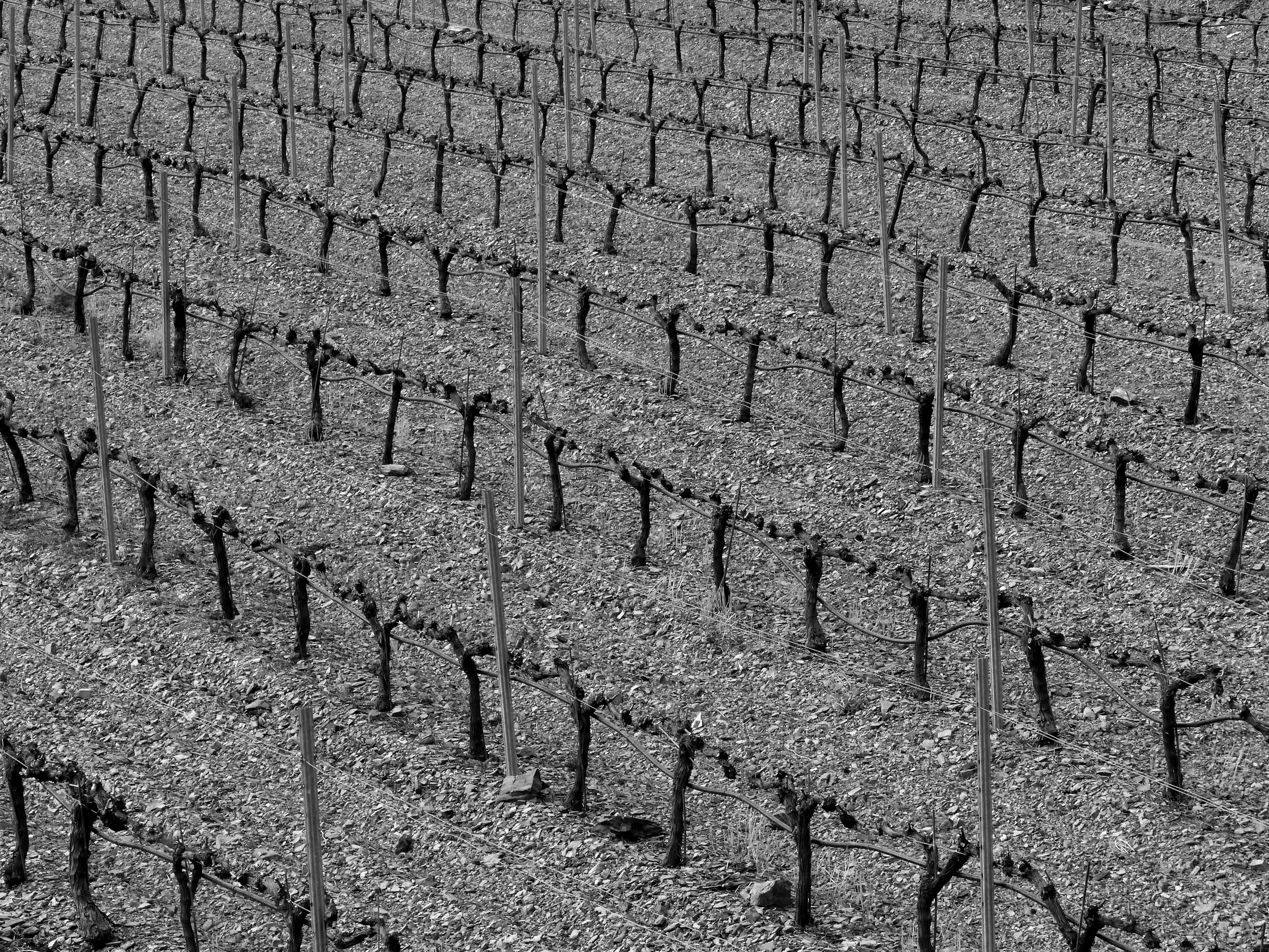 Vineyard, Background, Abstract, Priorat, full frame, pattern