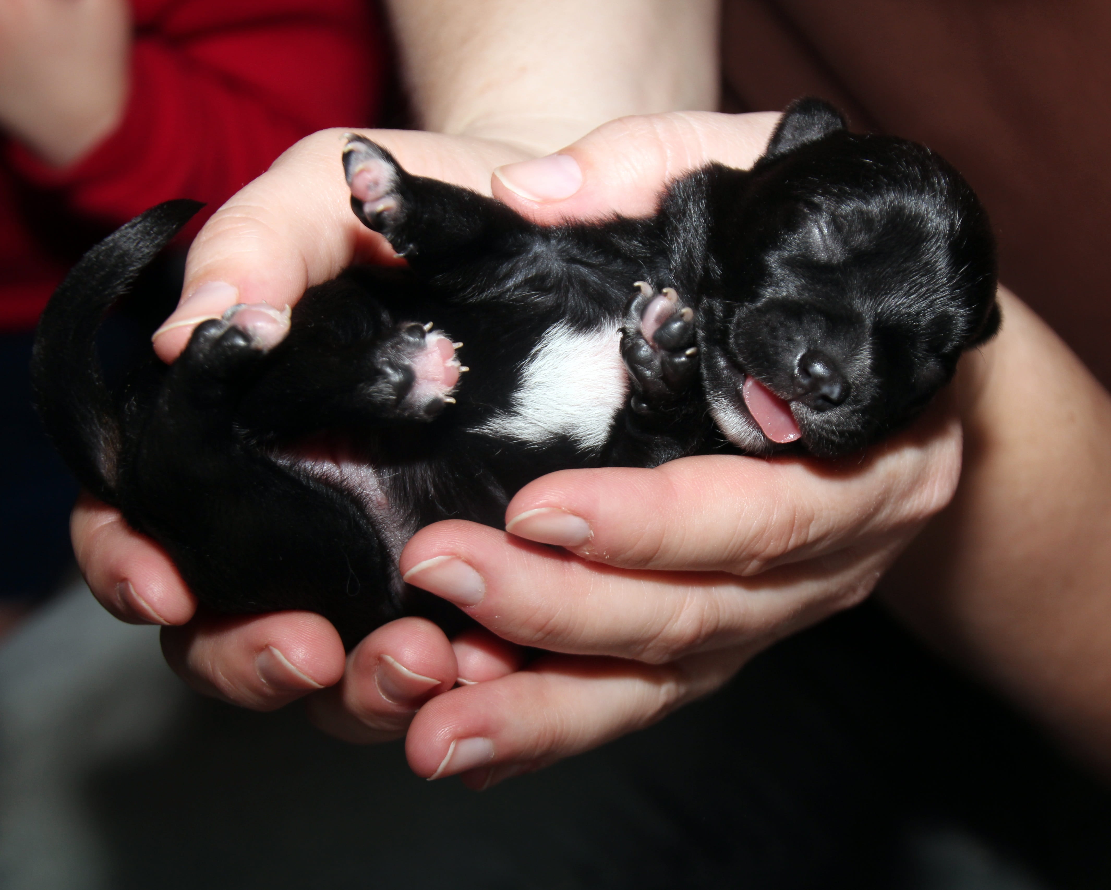 Черные щенки новорождённые
