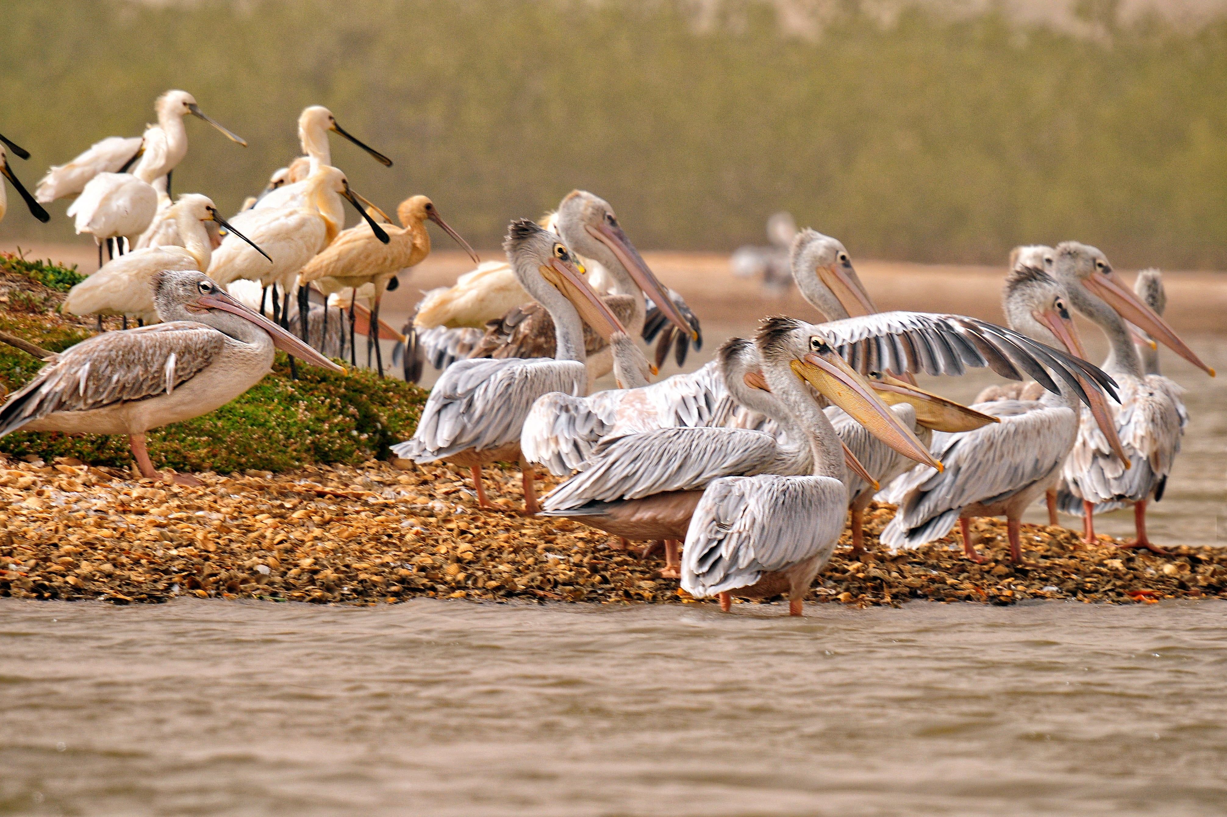 pelican, eurasian spoonbill, birds, africa, animal, animal themes