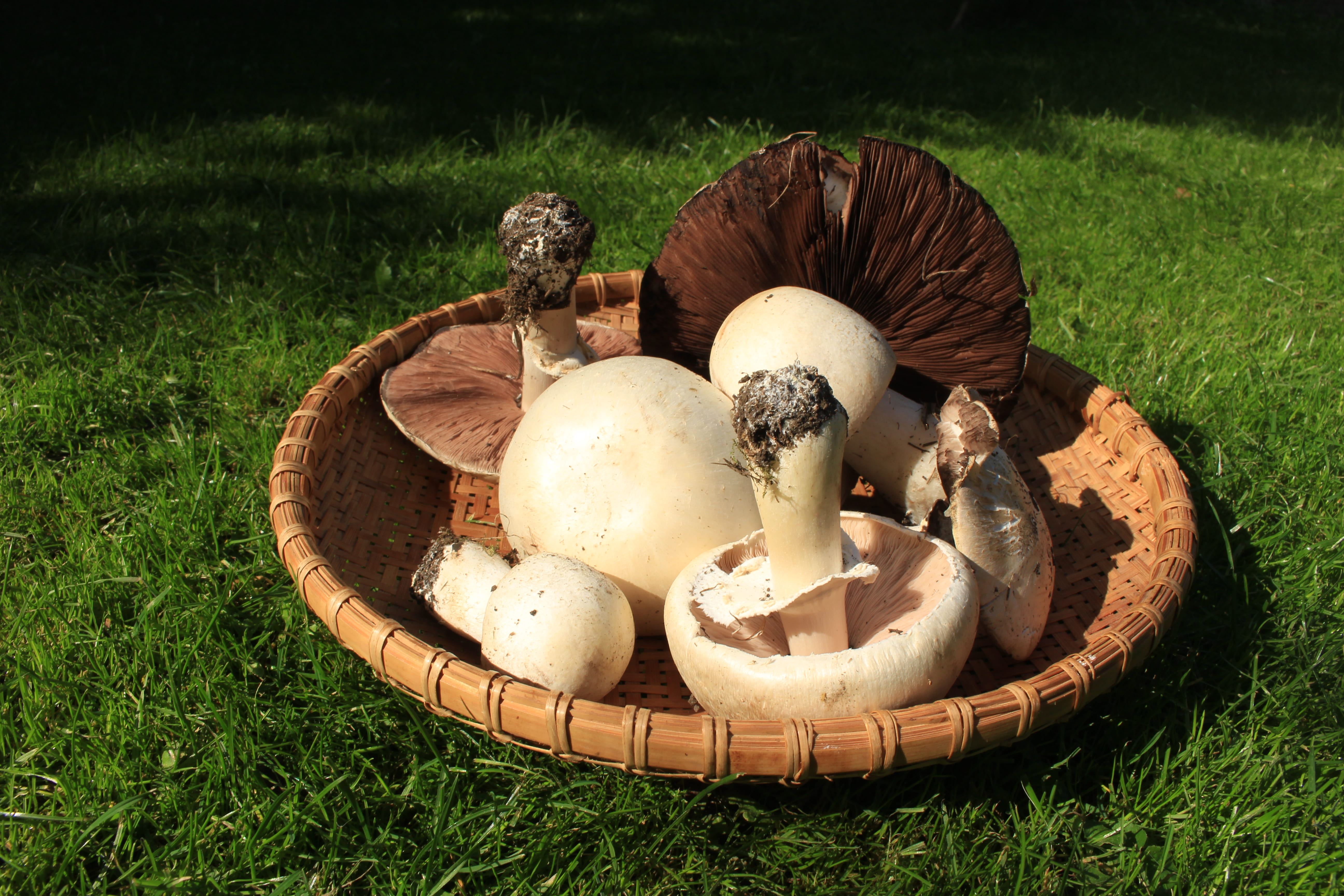 Ready for the weekend., variety of mushrooms on basket, nature