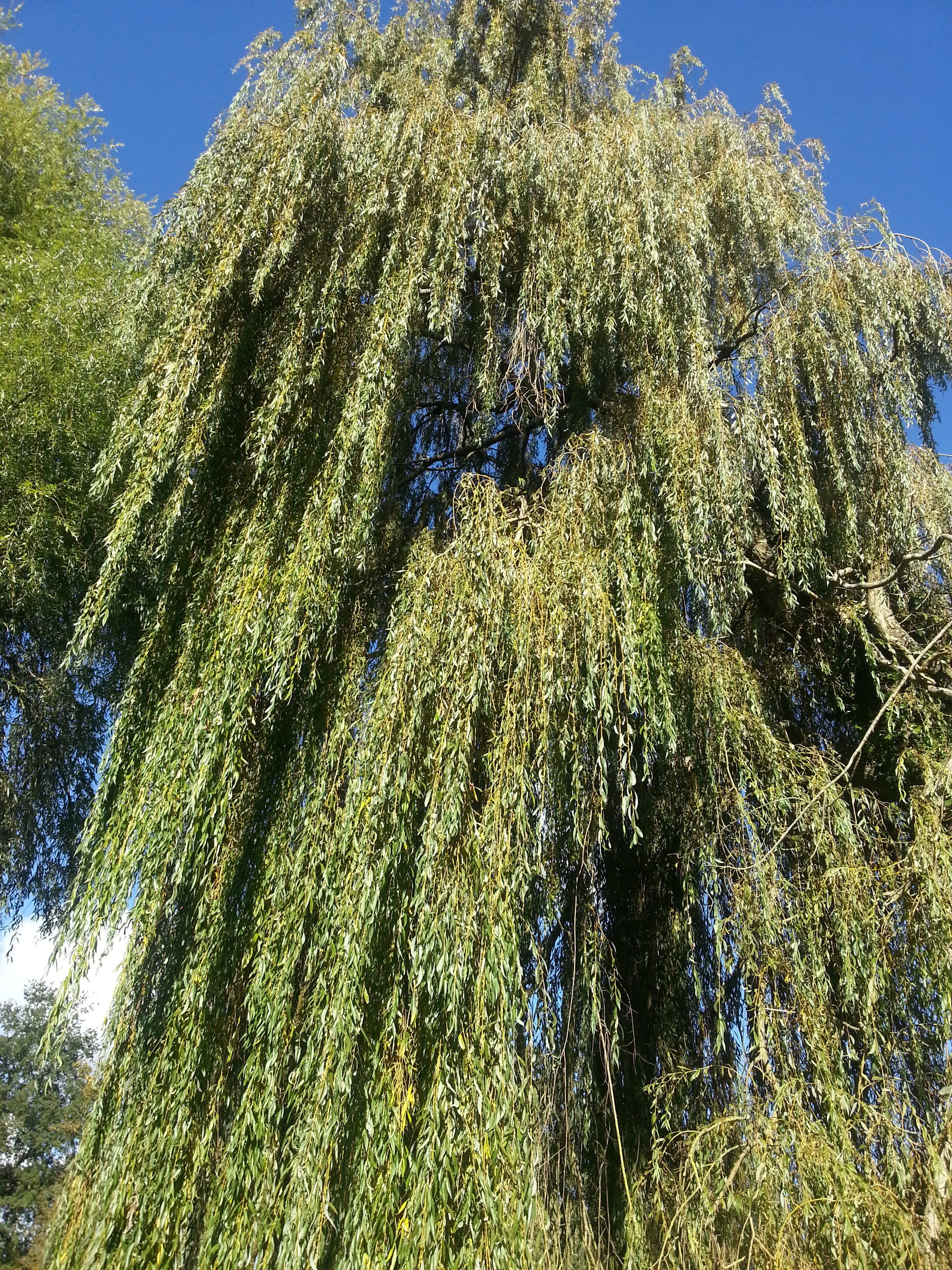 Weeping Willow, Willow, Tree, Tree, Leaf, Green, Plant, branch