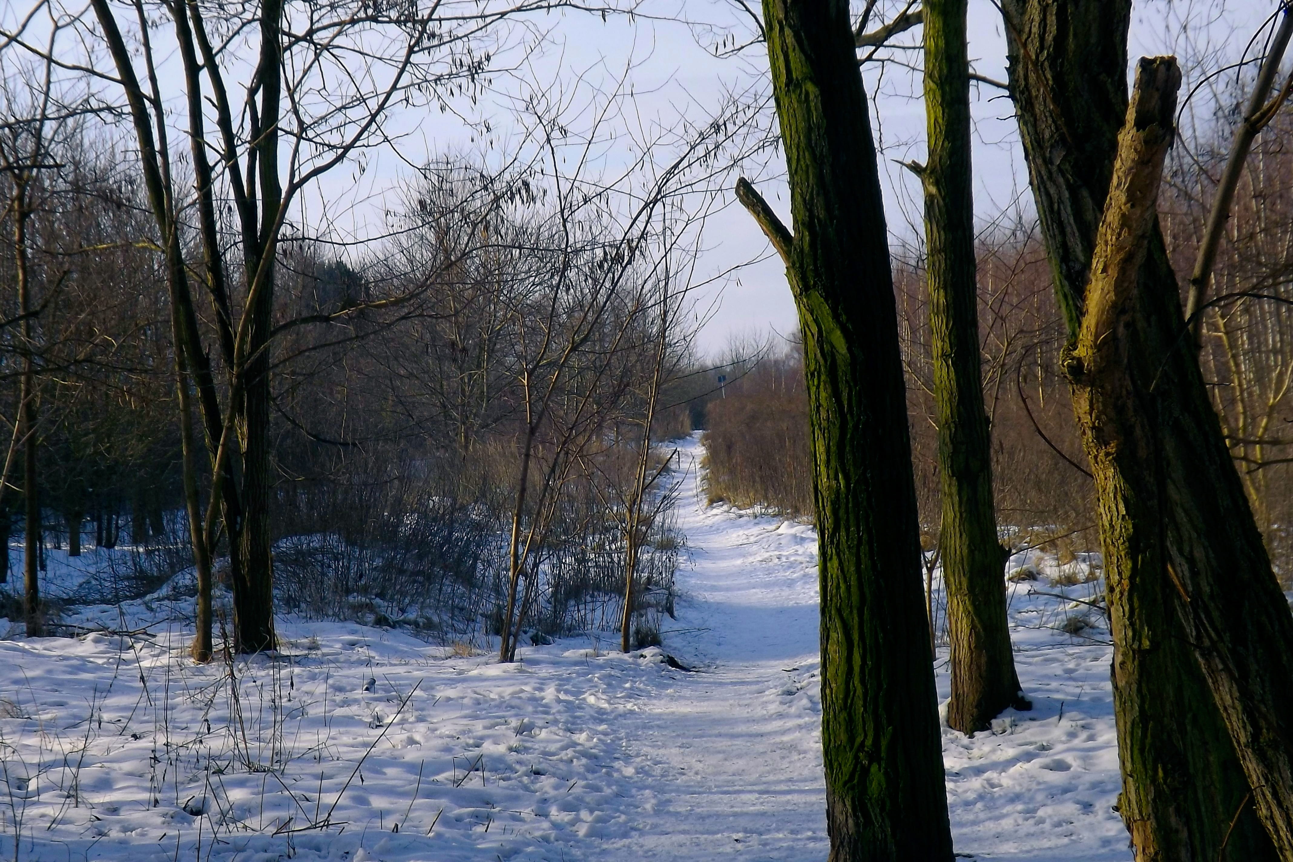 snow, trees, forest, winter, wintry, cold, snowy, cold temperature