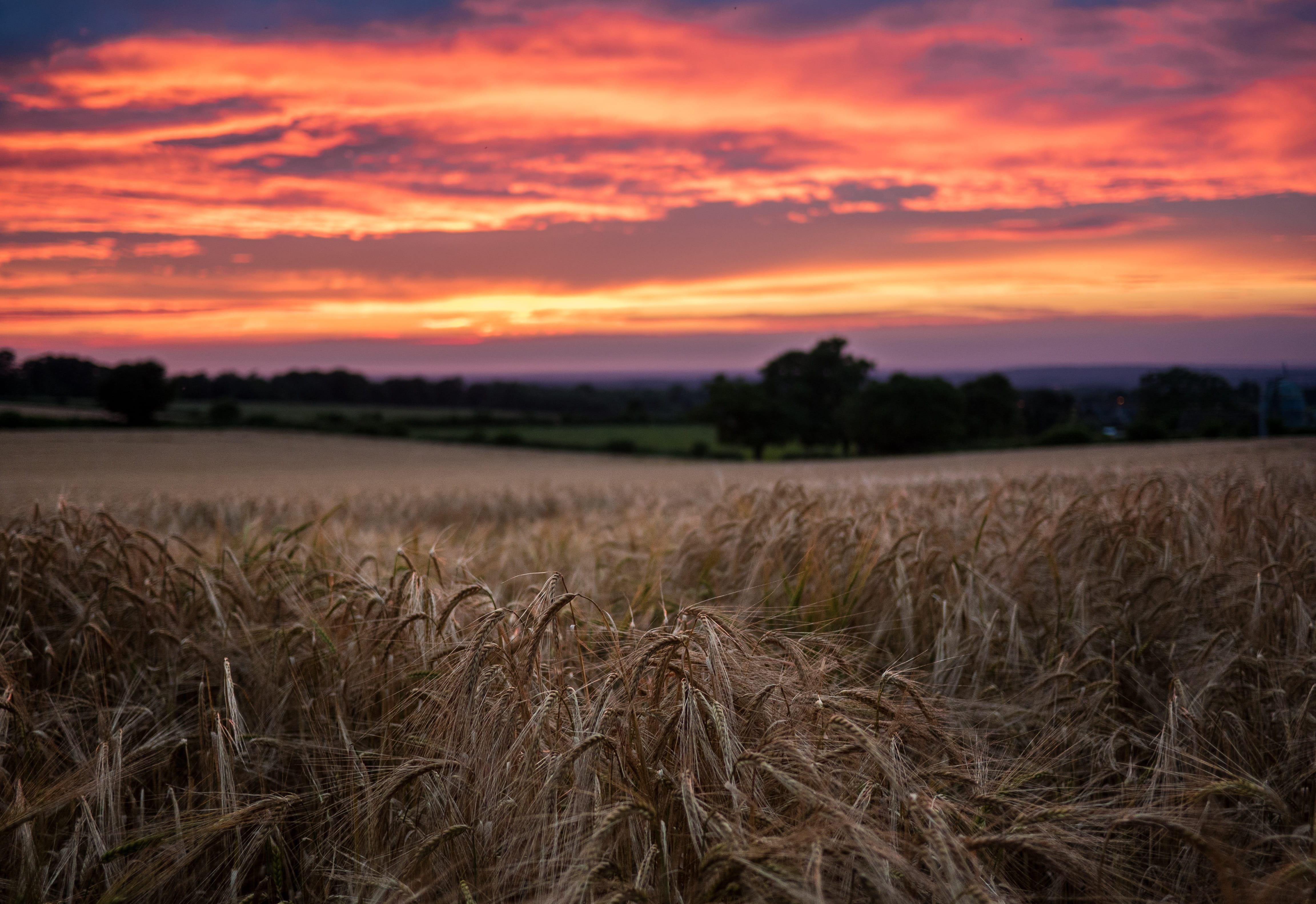 sunset, grass, field, crops, trees, clouds, sky, forest, woods