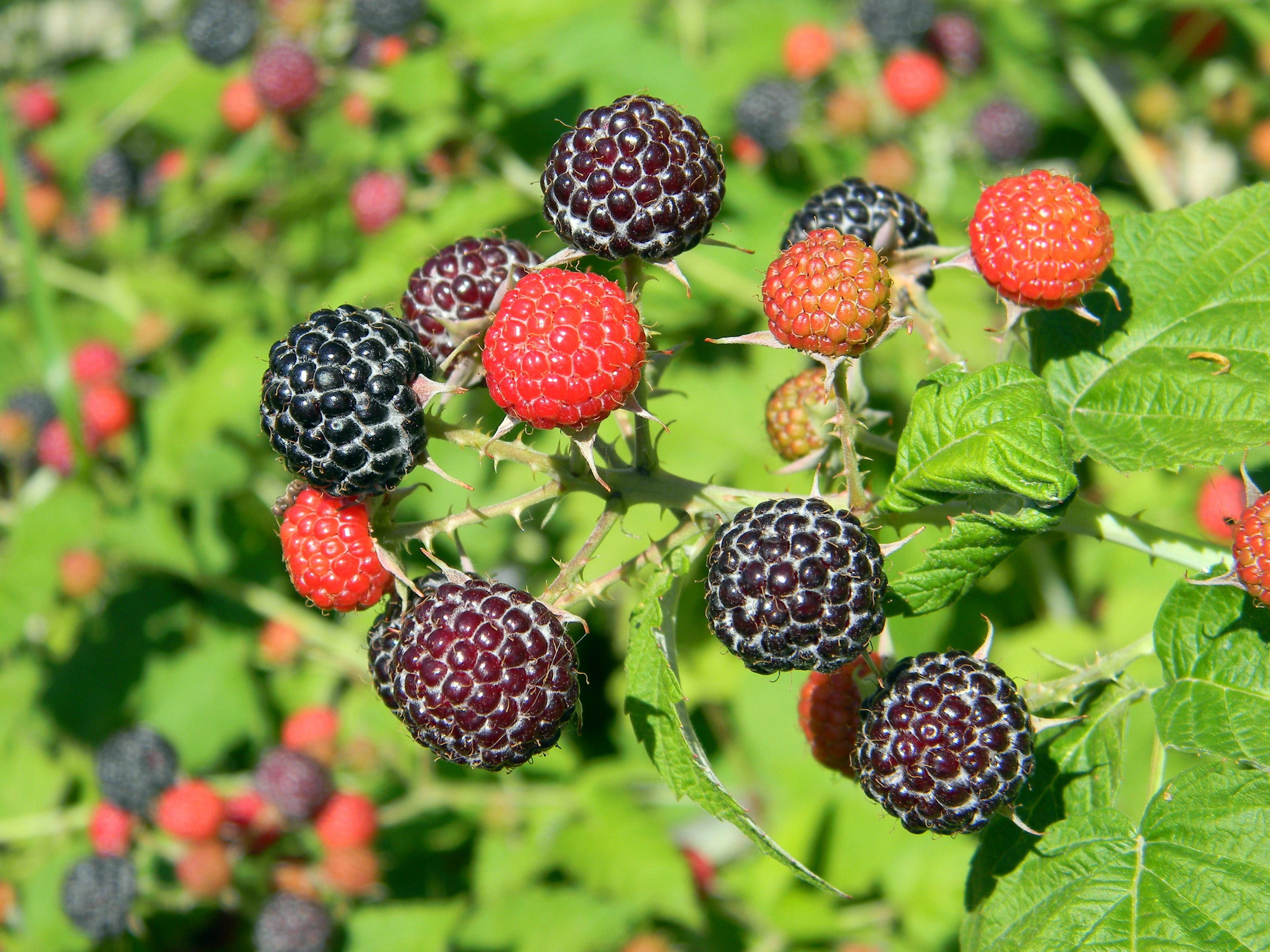 raspberry, black raspberry, ripe raspberry, raspberry bush