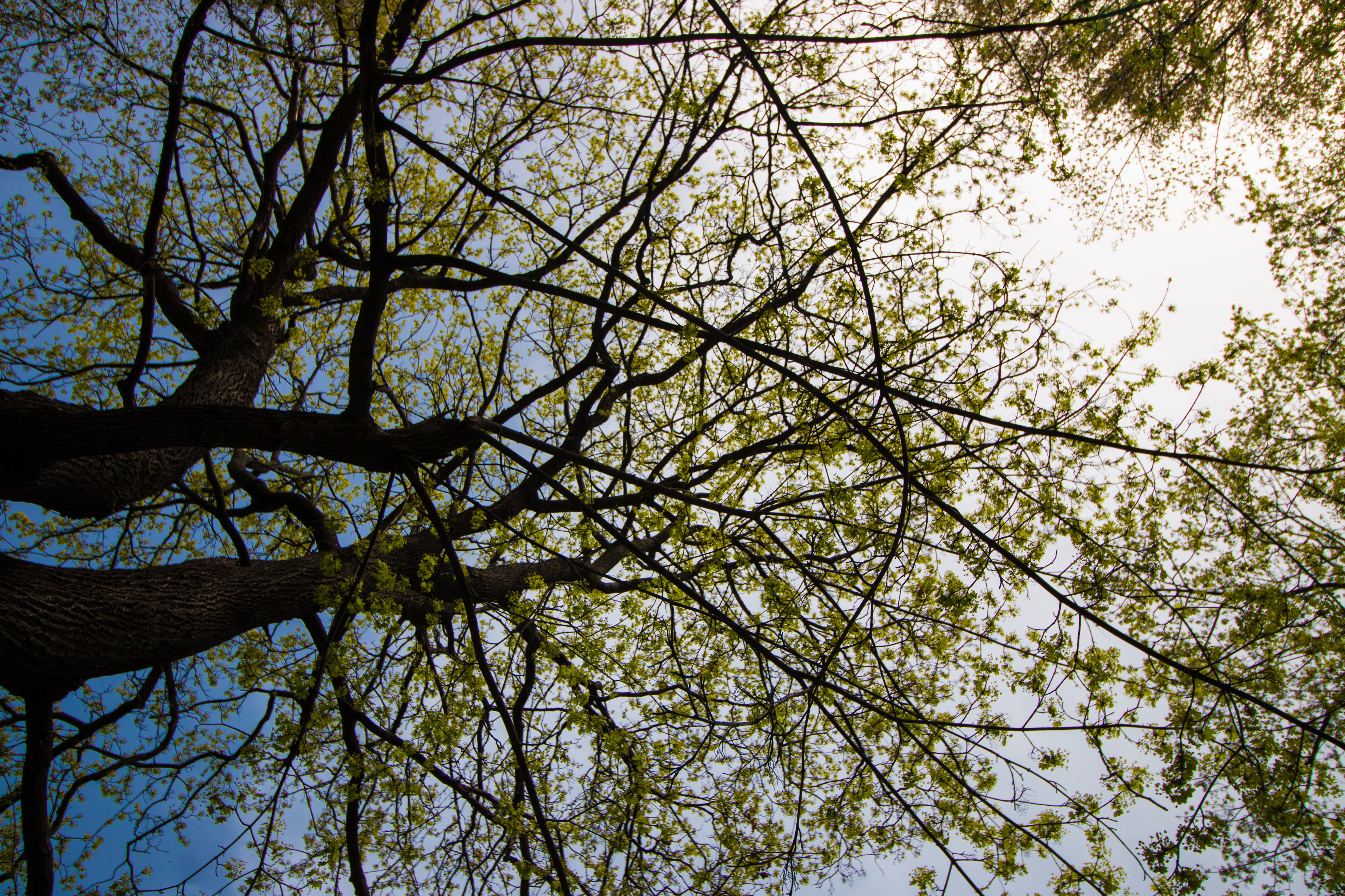 tree, nature, sky, environment, spring, sun, growing, leaf