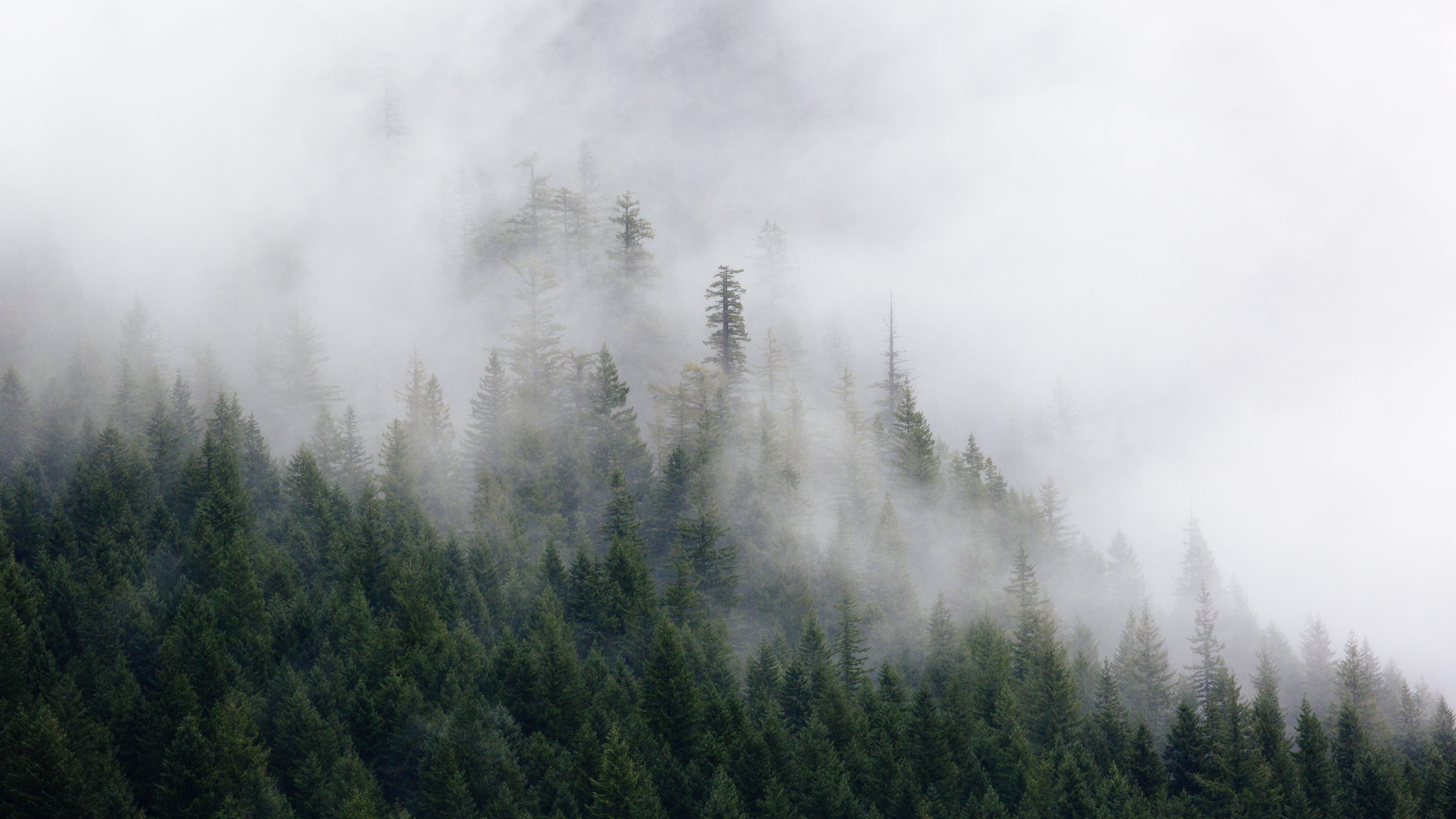 1.53MB. fog, tree, foggy, cloud, cloudy, pine tree, mist, misty, forest, na...
