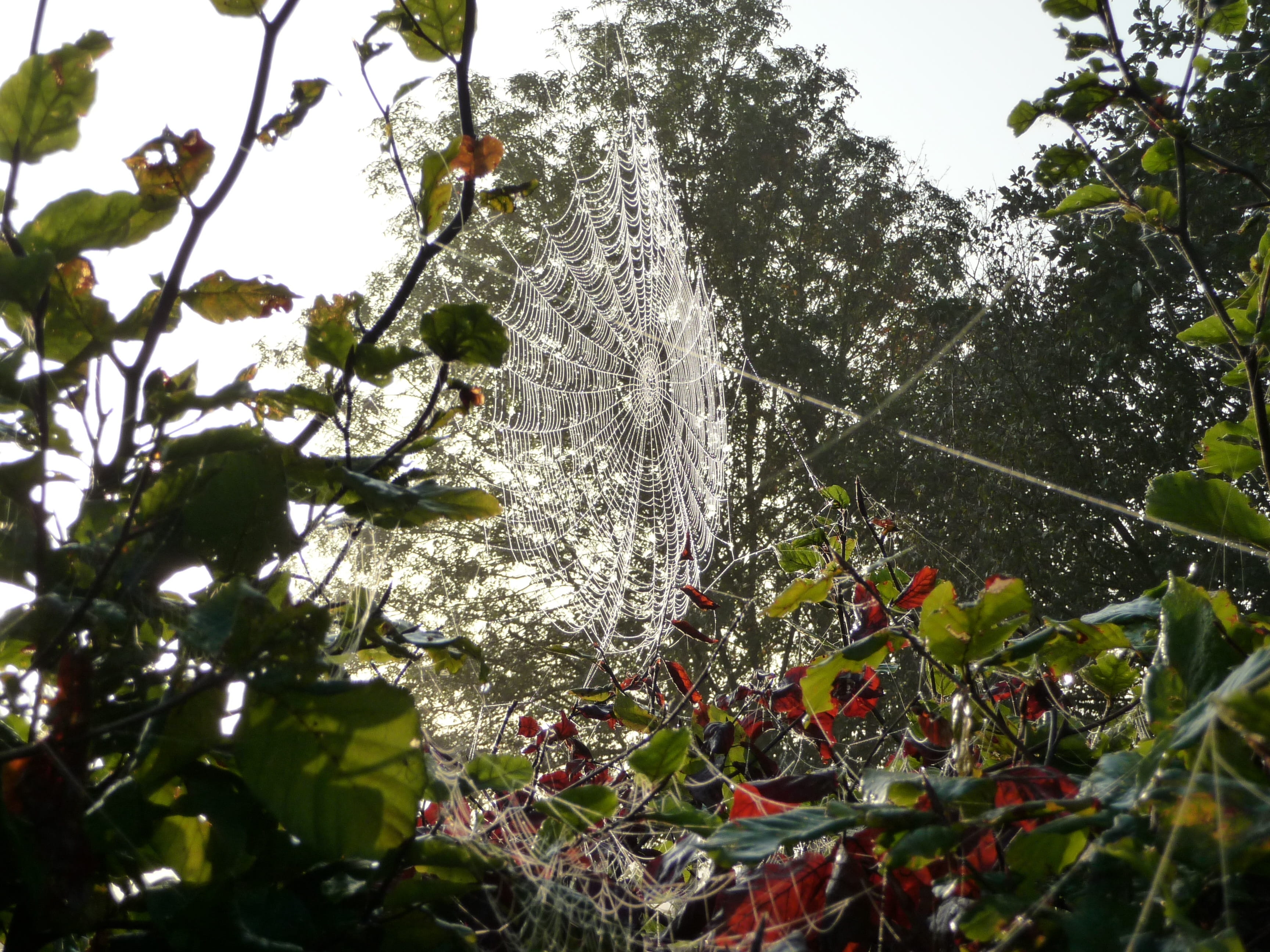 Cobweb, Spider, Nature, Network, tree, leaf, day, outdoors