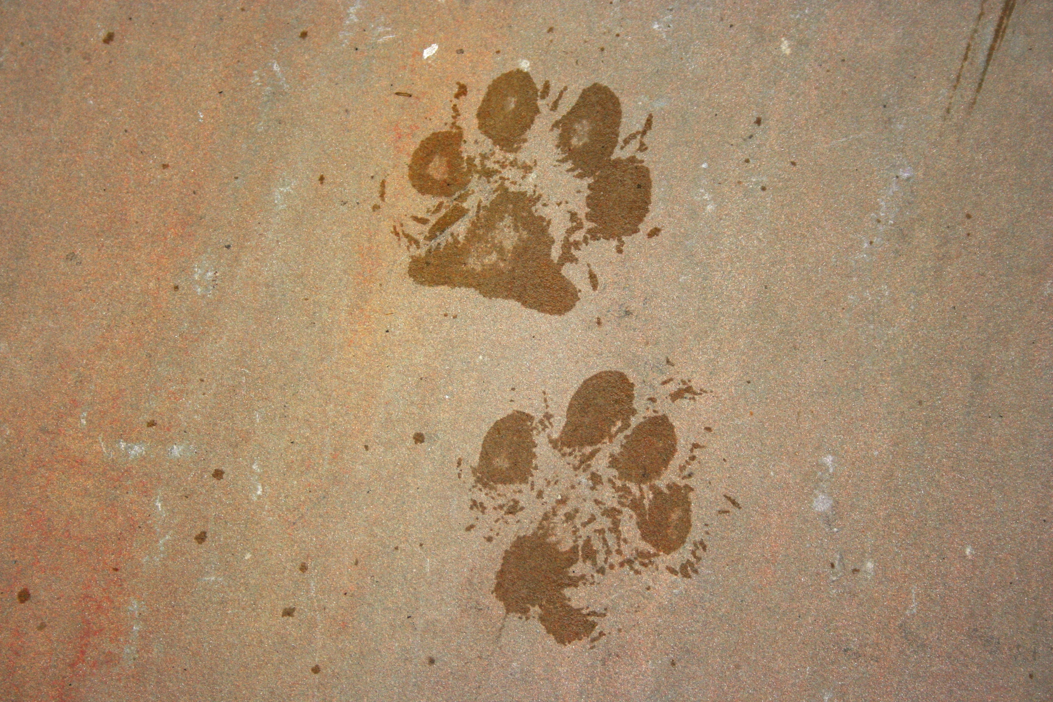 brown surface, animal, background, dog, foot, footprint, mark