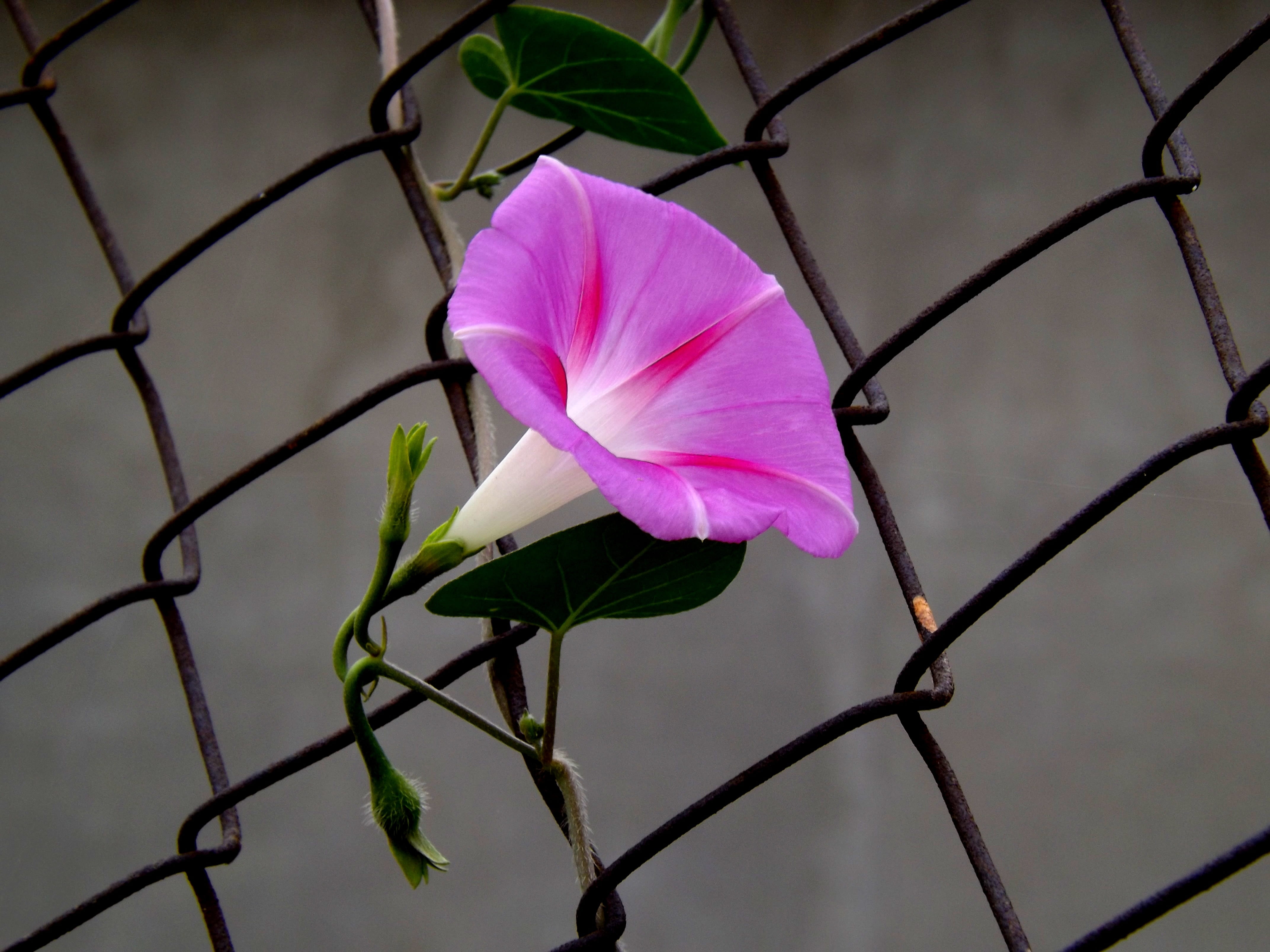 closeup photography of pink morning glory flower vine on chainlink wire fence