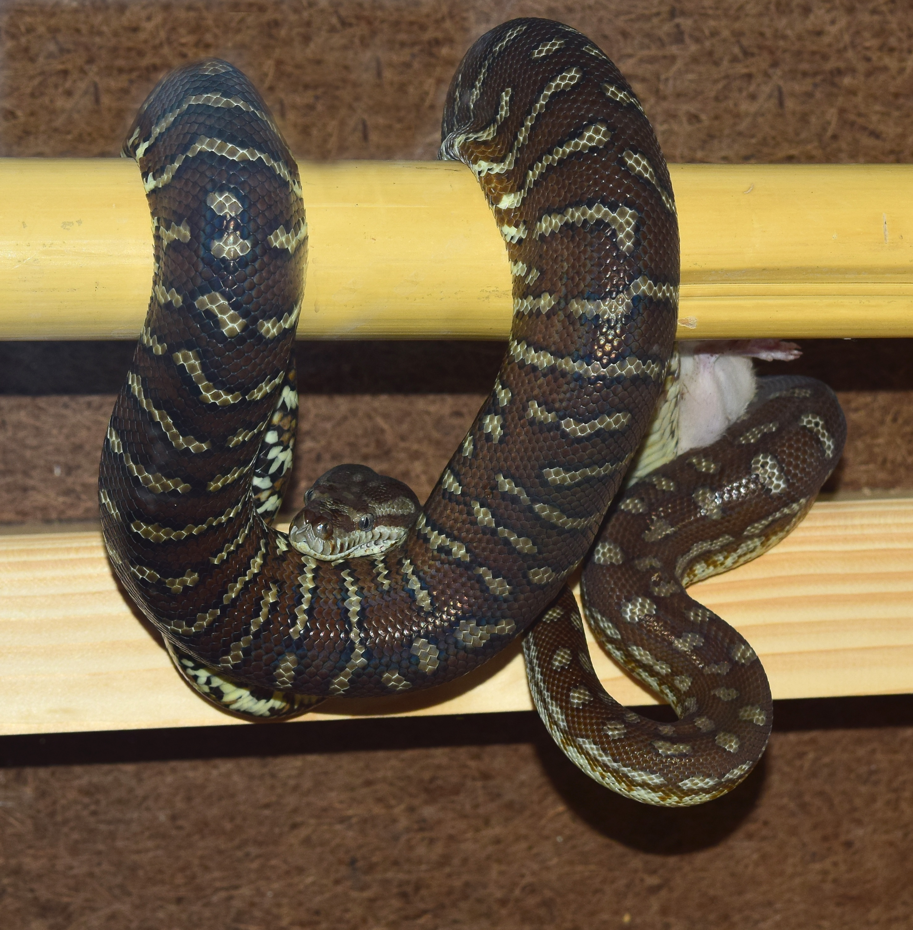 snake, python, carpet python, constrictor, reptile, animal