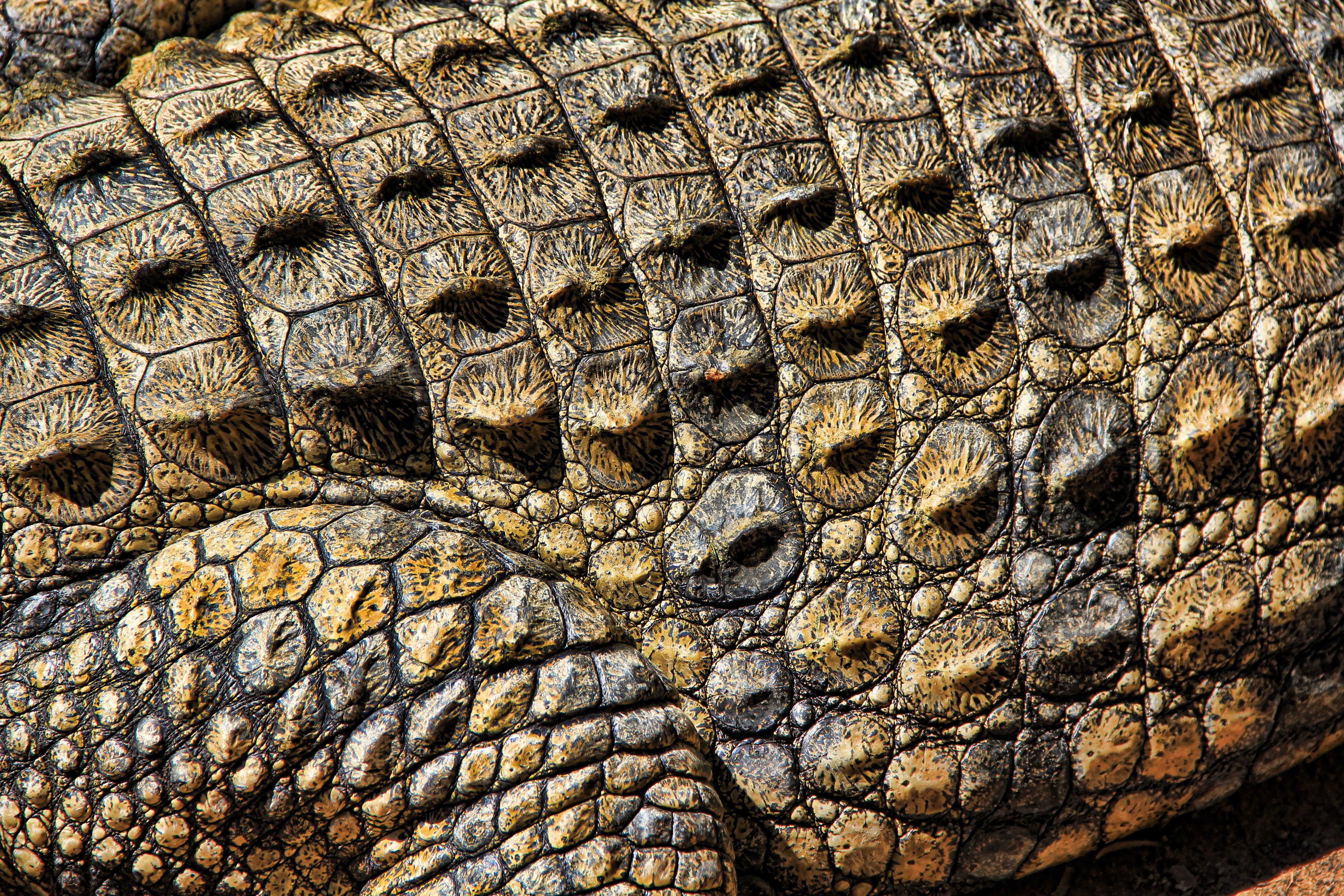 brown crocodile, texture, nature, structure, pattern, surface