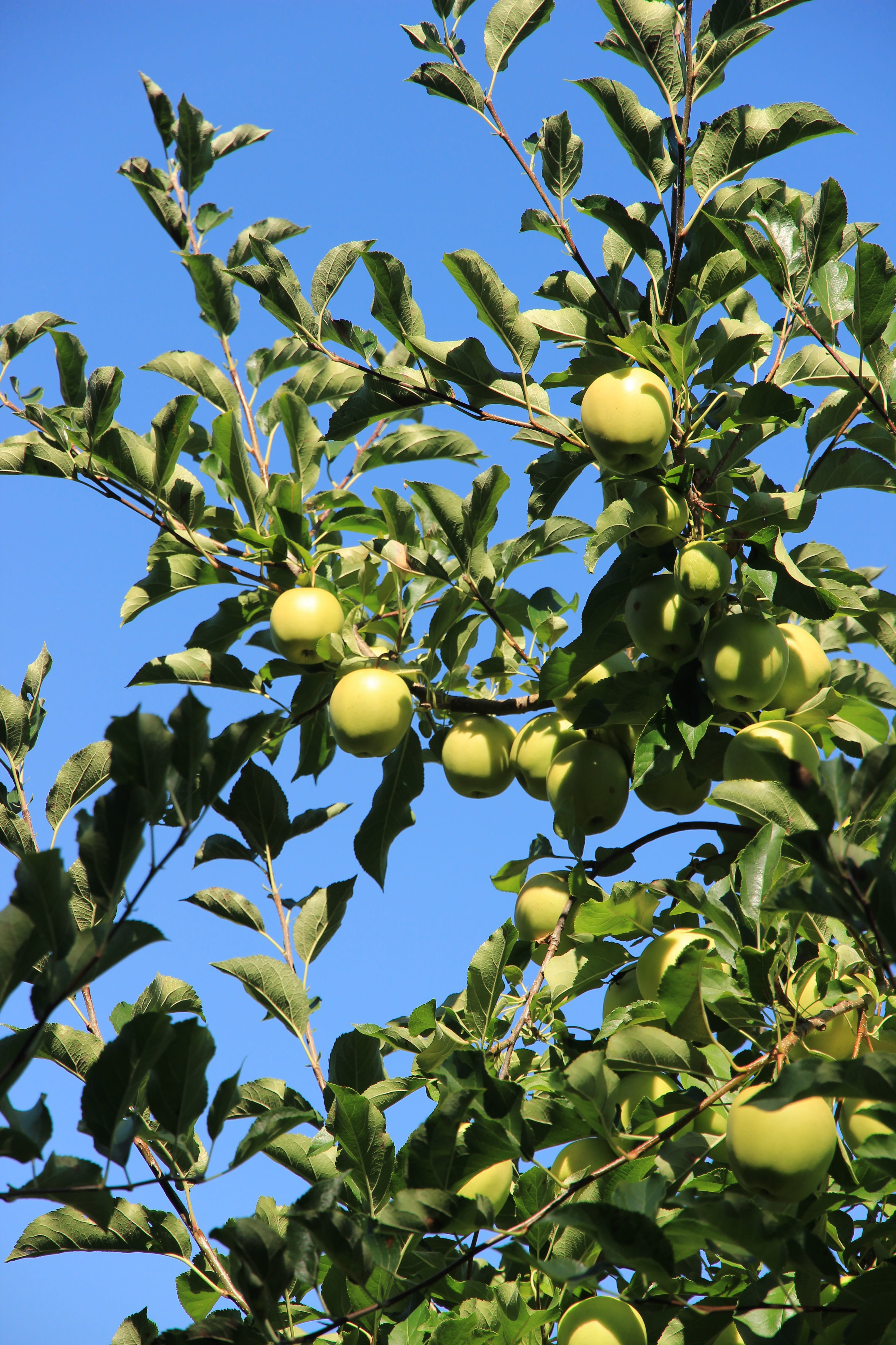 apple, tree, fruit, apple tree, green, fresh, kernobstgewaechs