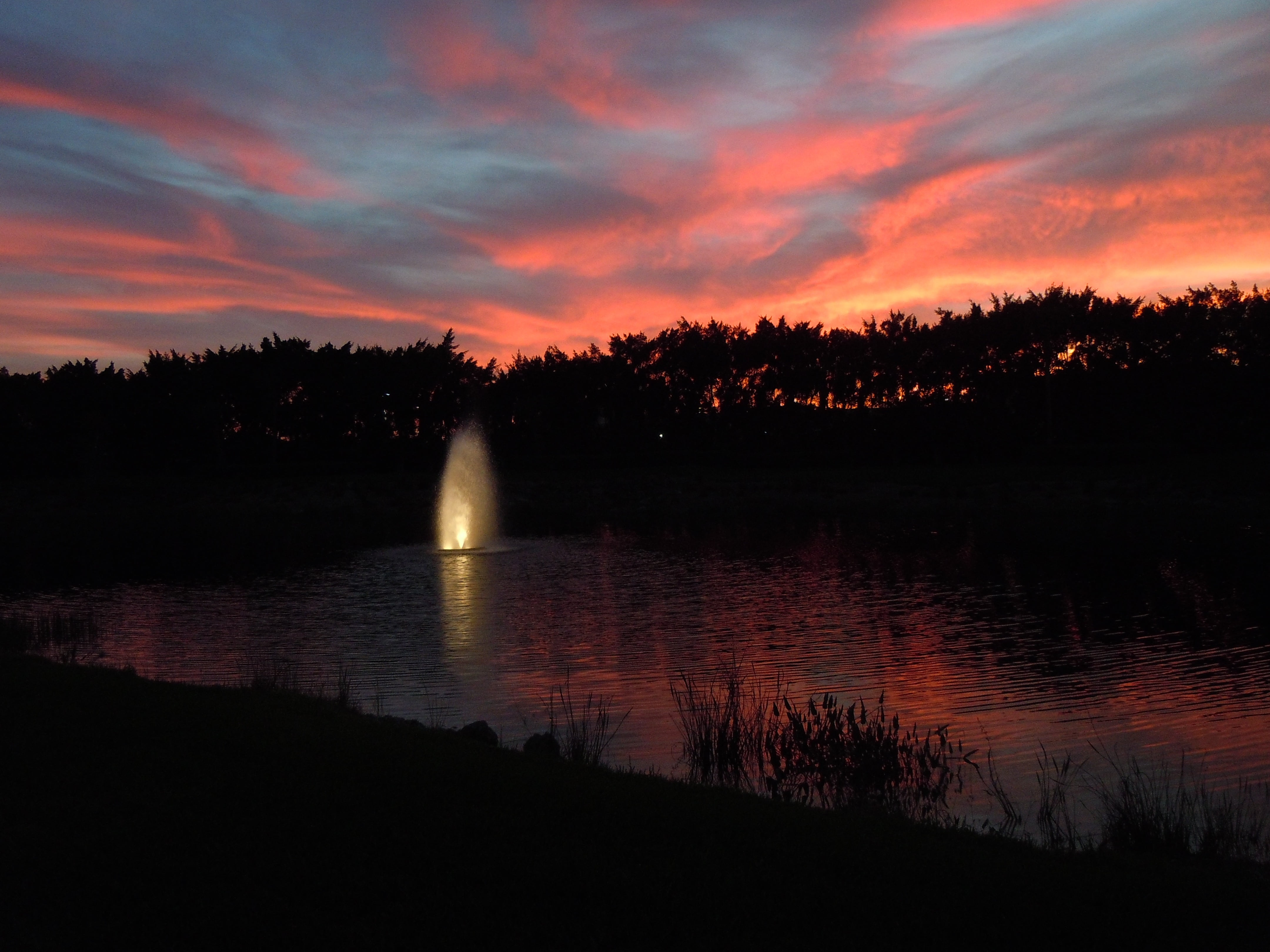 sunset, evening sky, clouds, water, cloud - sky, tree, plant