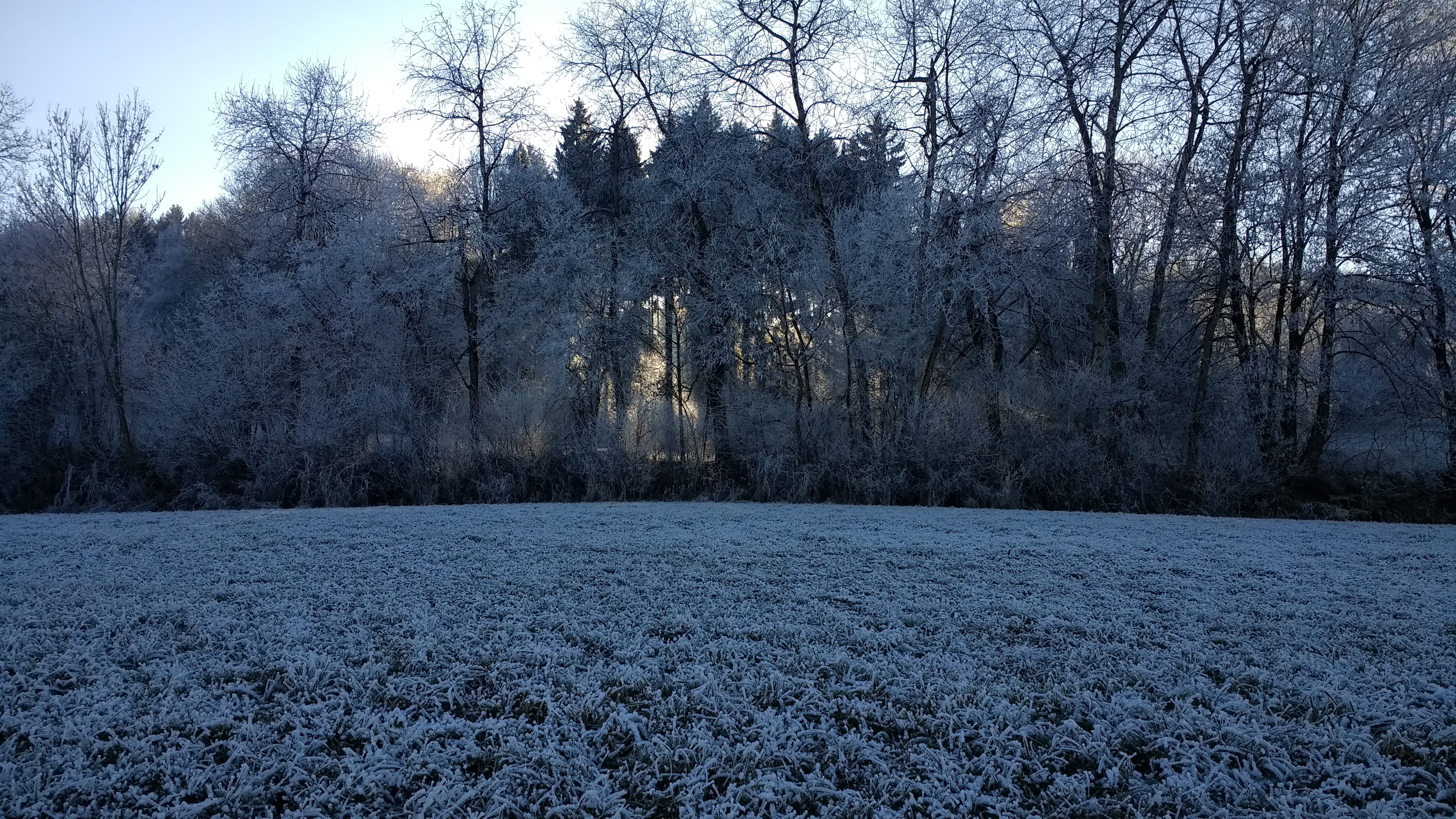 winter, landscape, sun, tree, plant, cold temperature, snow