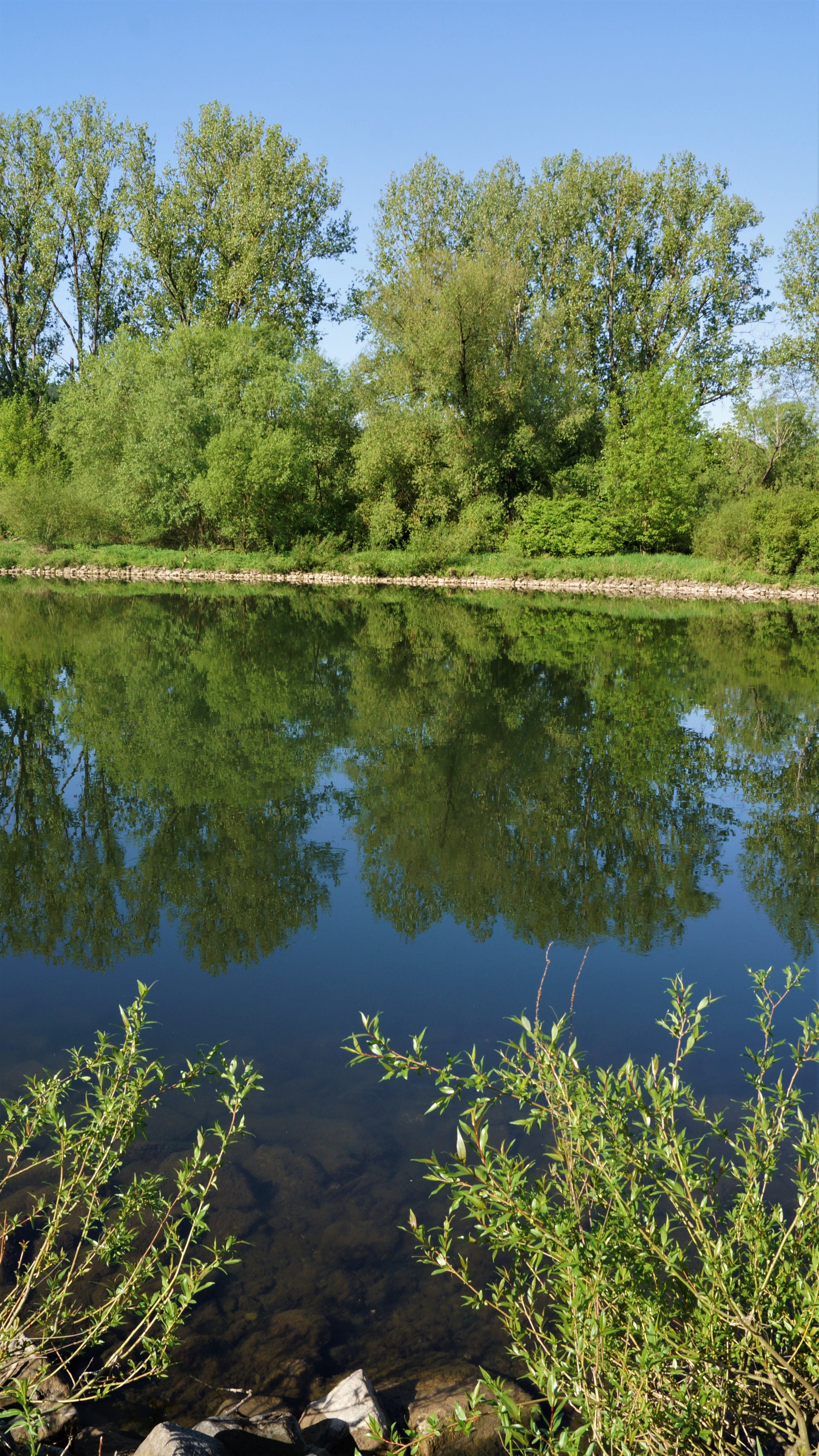 nature, waters, tree, summer, reflection, river, landscape