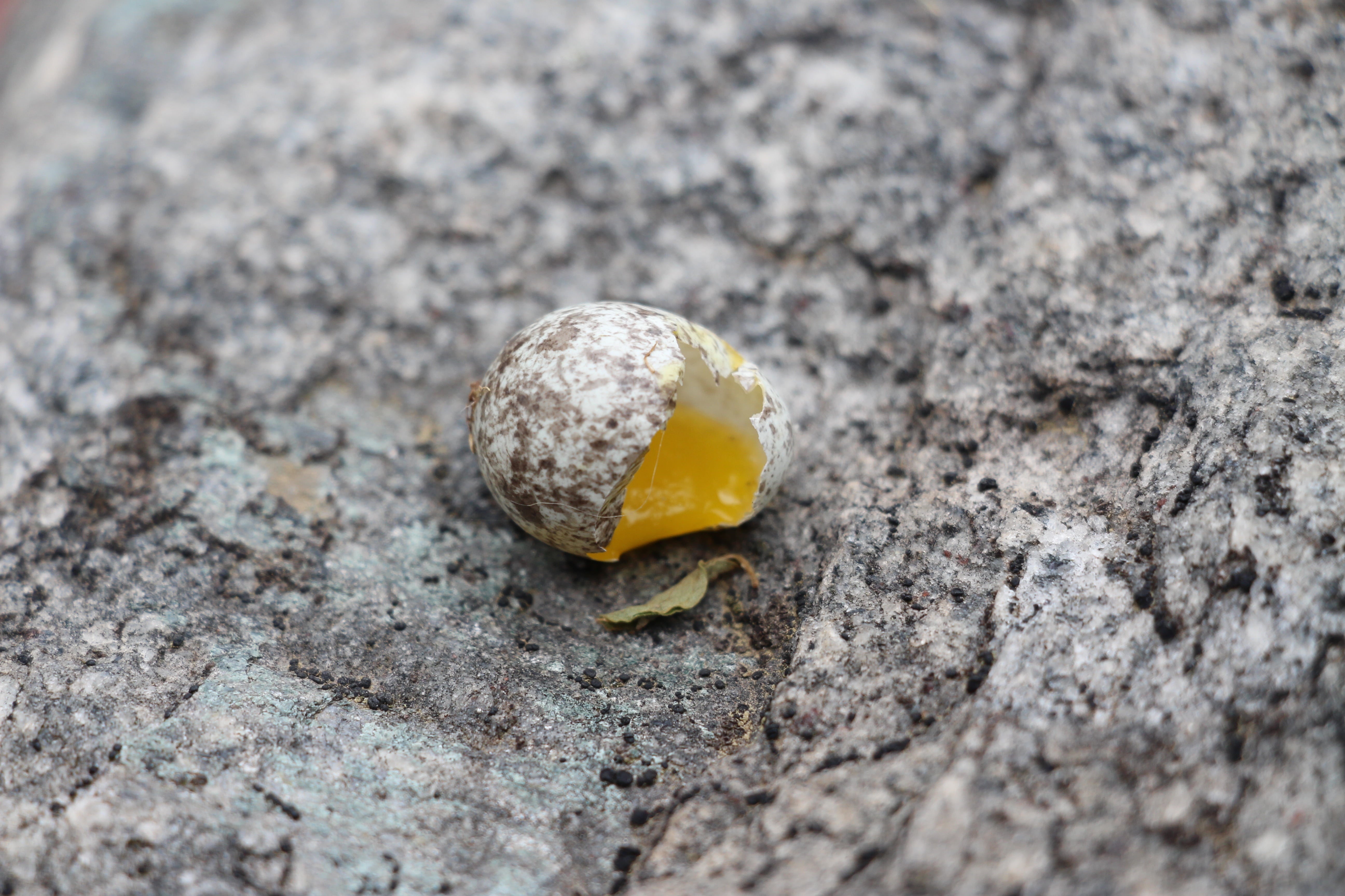 eggs, shell, grey, eggshell, broken, natural, easter, breakfast