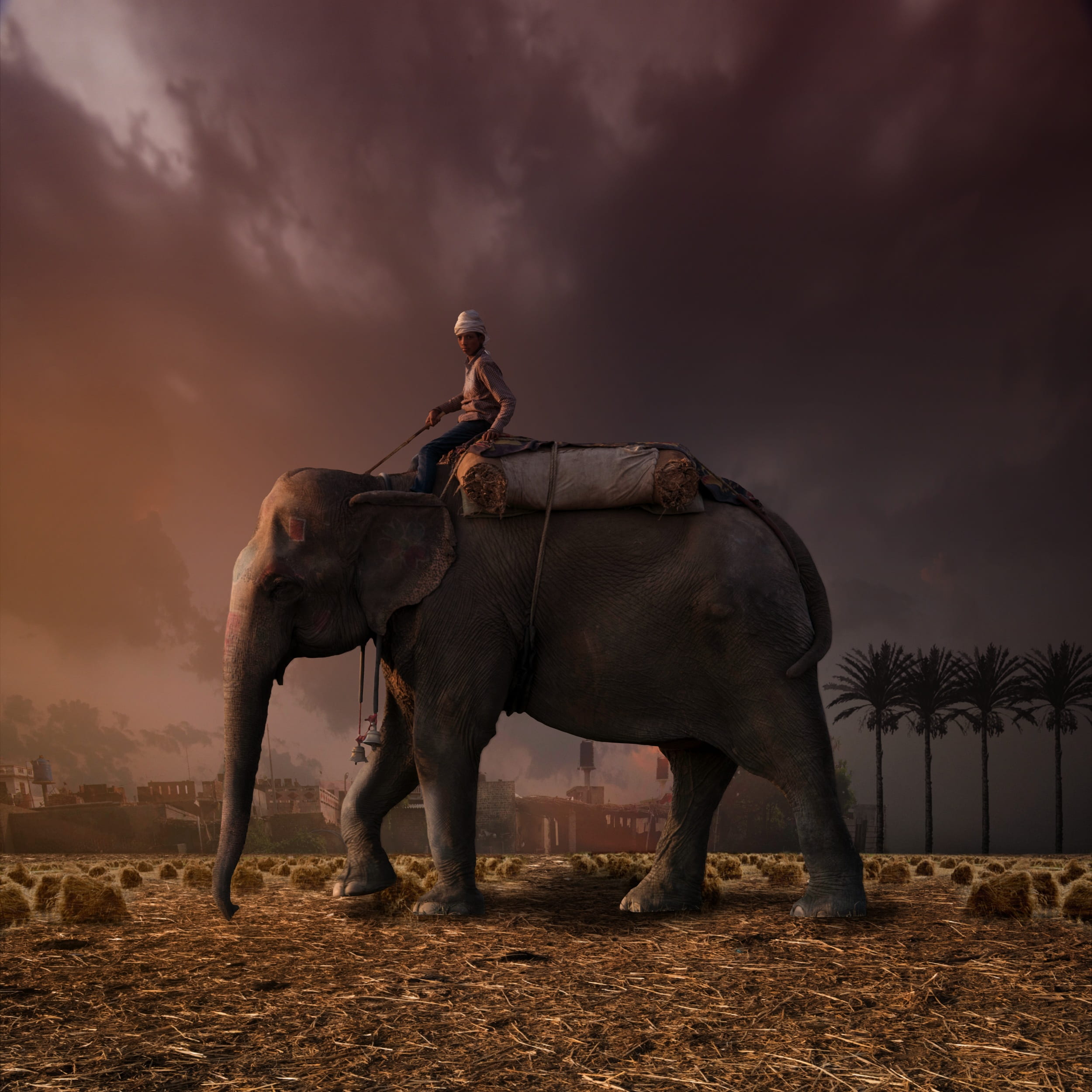 man riding elephant, red, fantasy, elephant and rider, desert