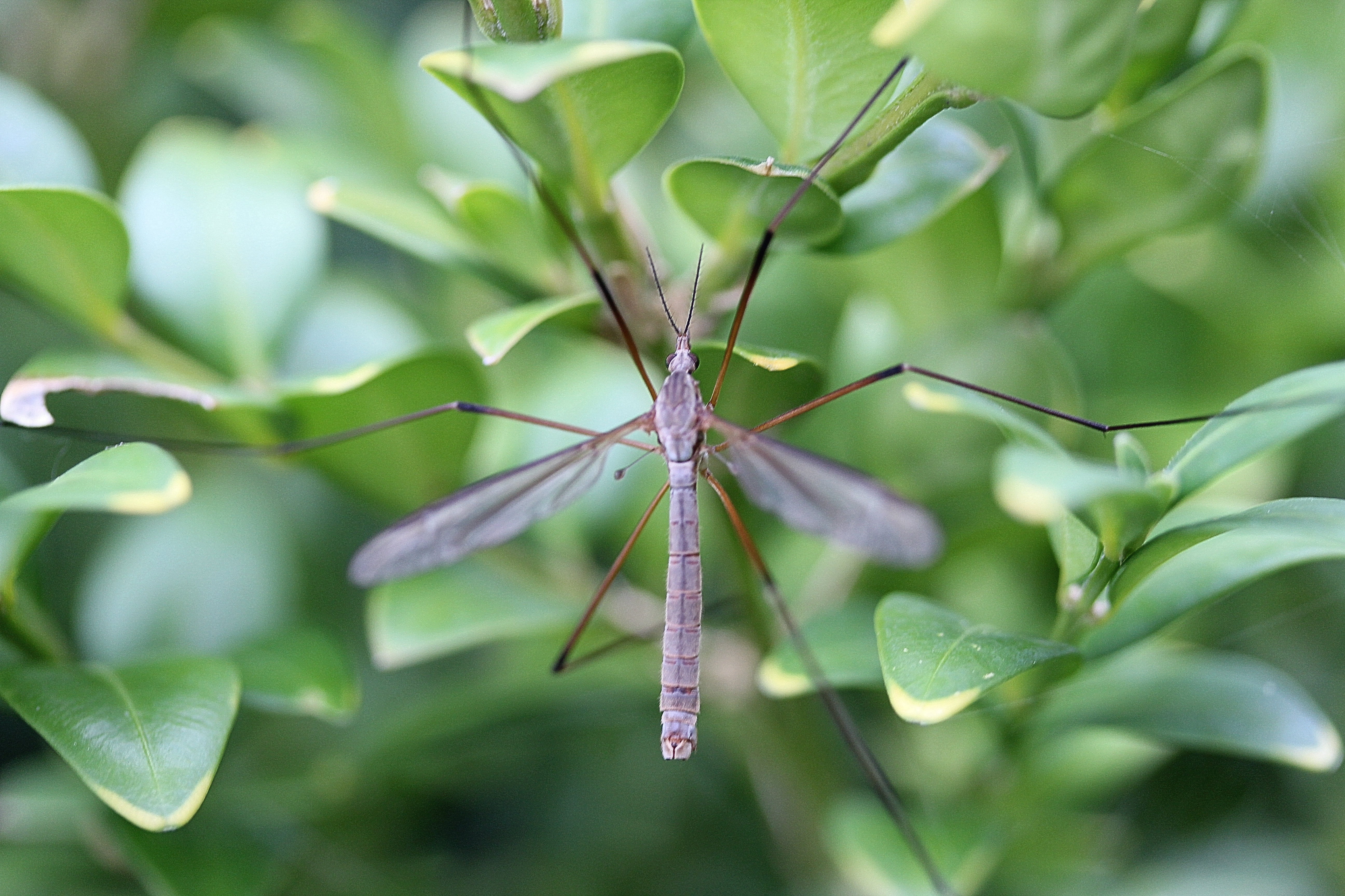 schnake, tipulidae, fly, diptera, schuster, insect, bach mosquitoes