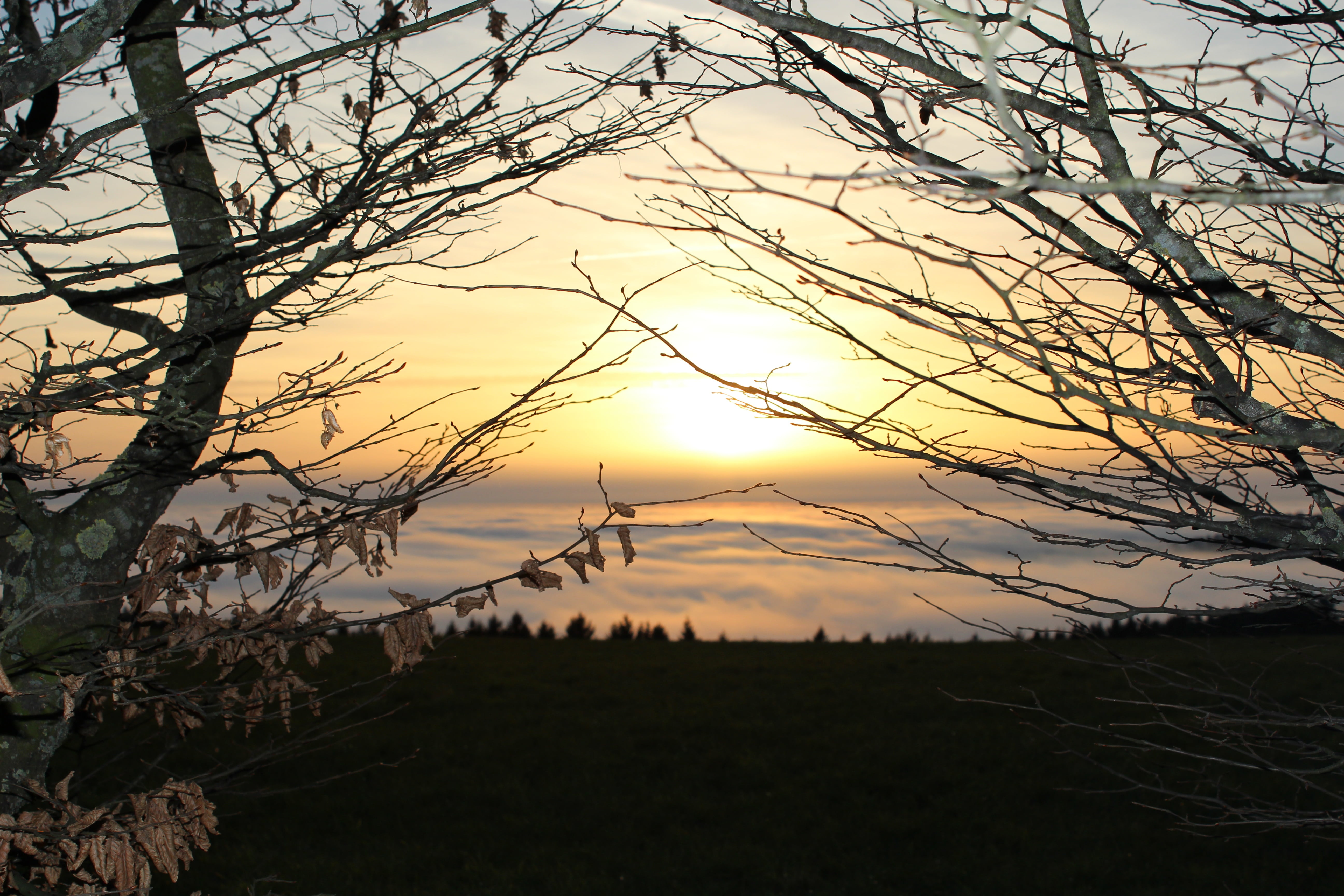 sun, sunset, sky, trees, mood, branches, landscape, yellow
