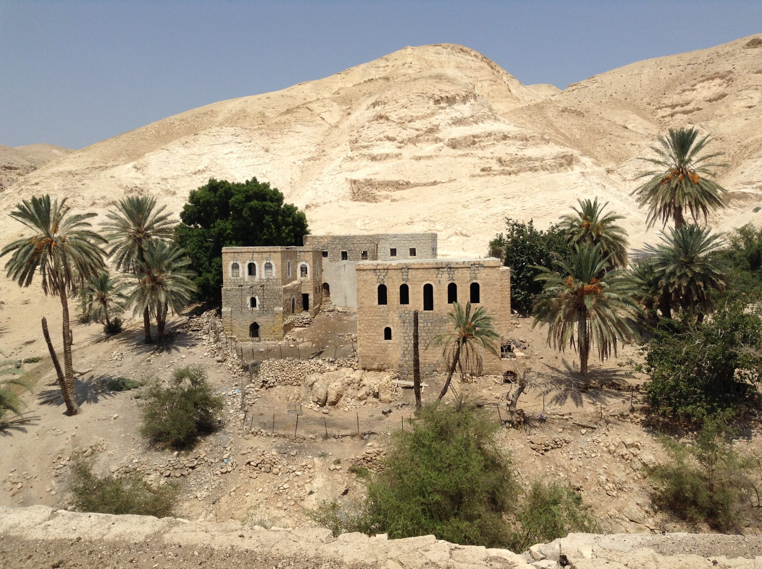 brown stone house beside palm trees, oasis, desert, israel, plant