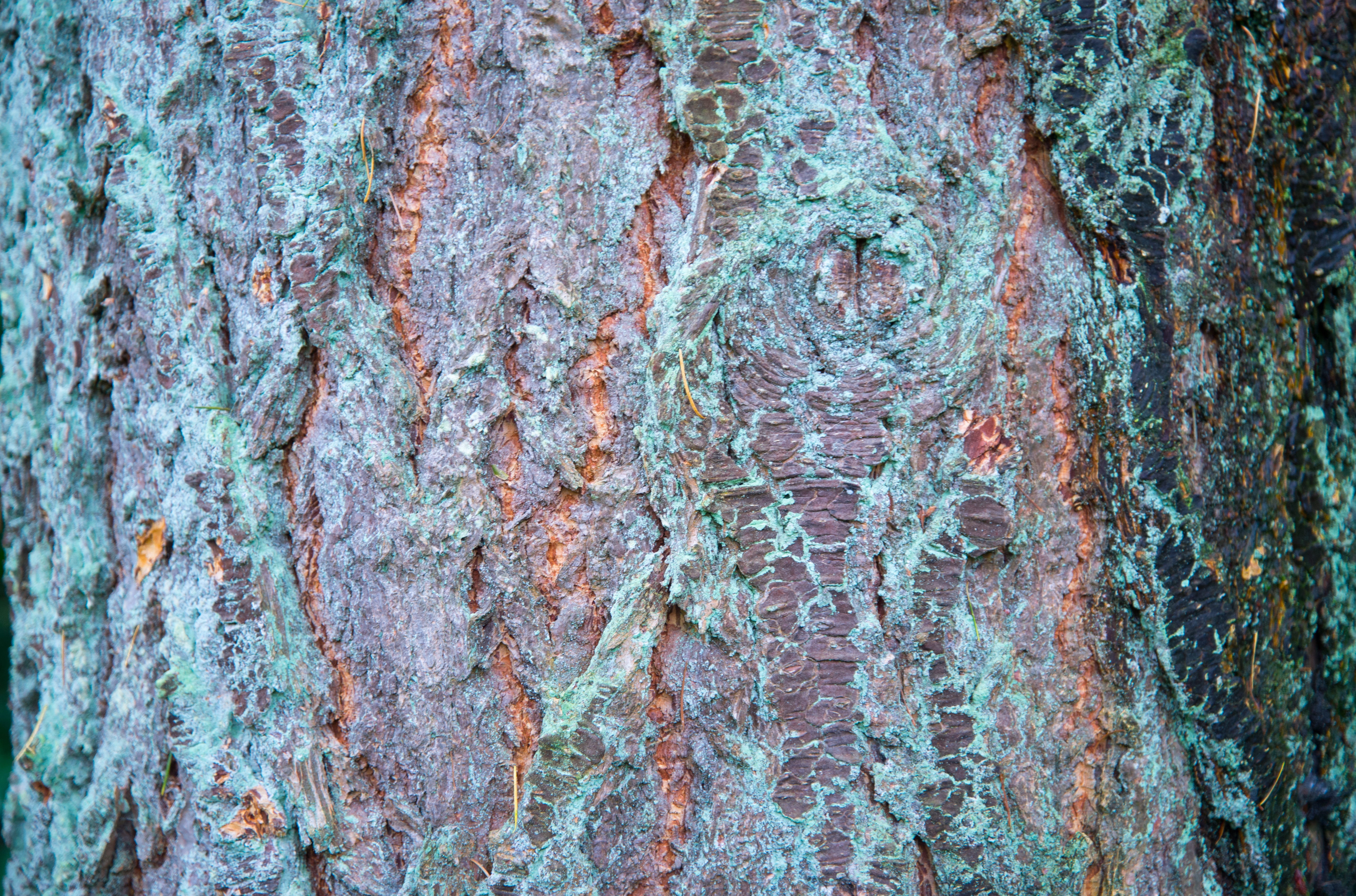 bark, tree, wood, texture, old, rough, surface, trunk, timber