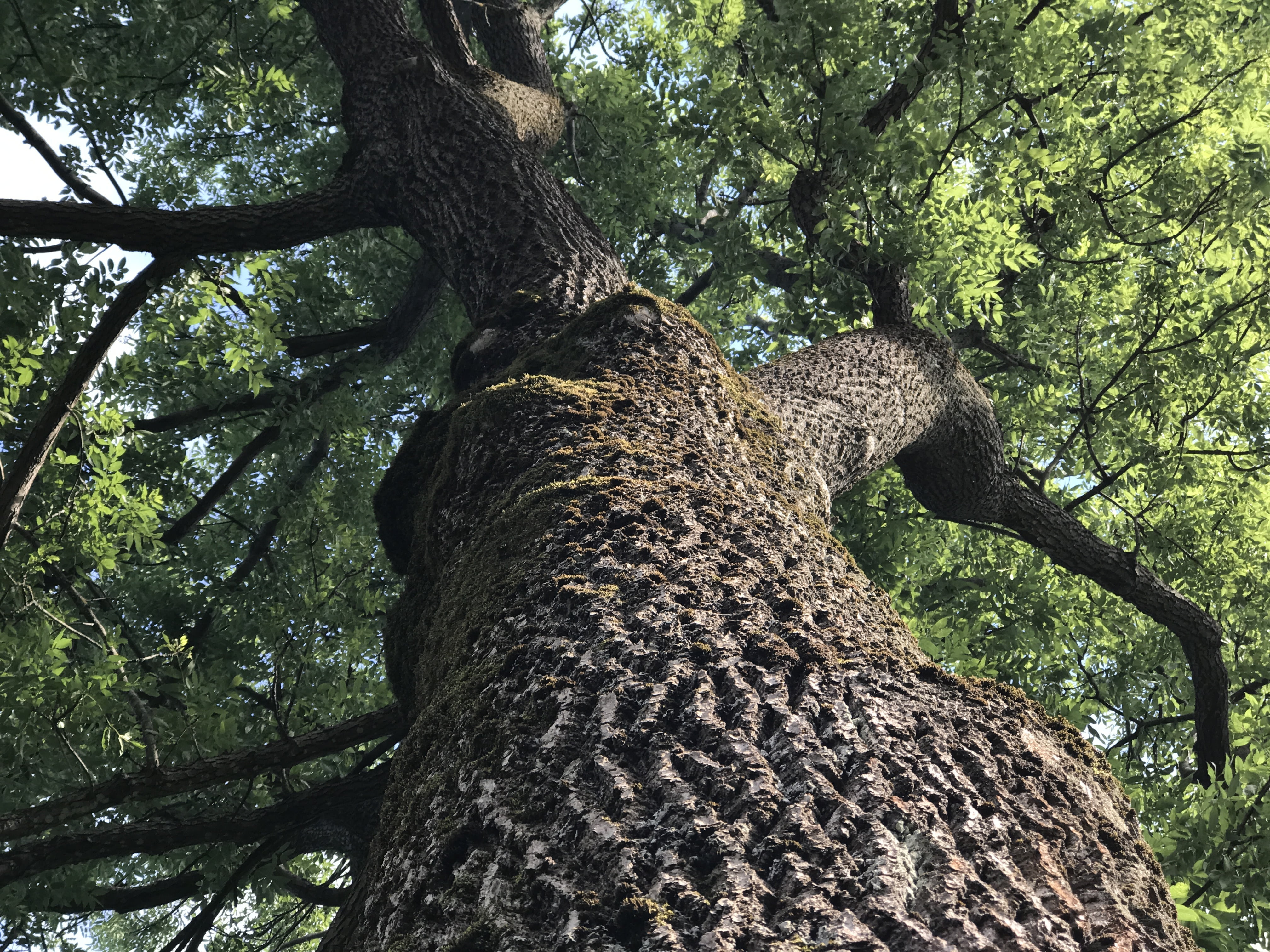 tree, summer, nature, green, forest, leaf, branch, environment