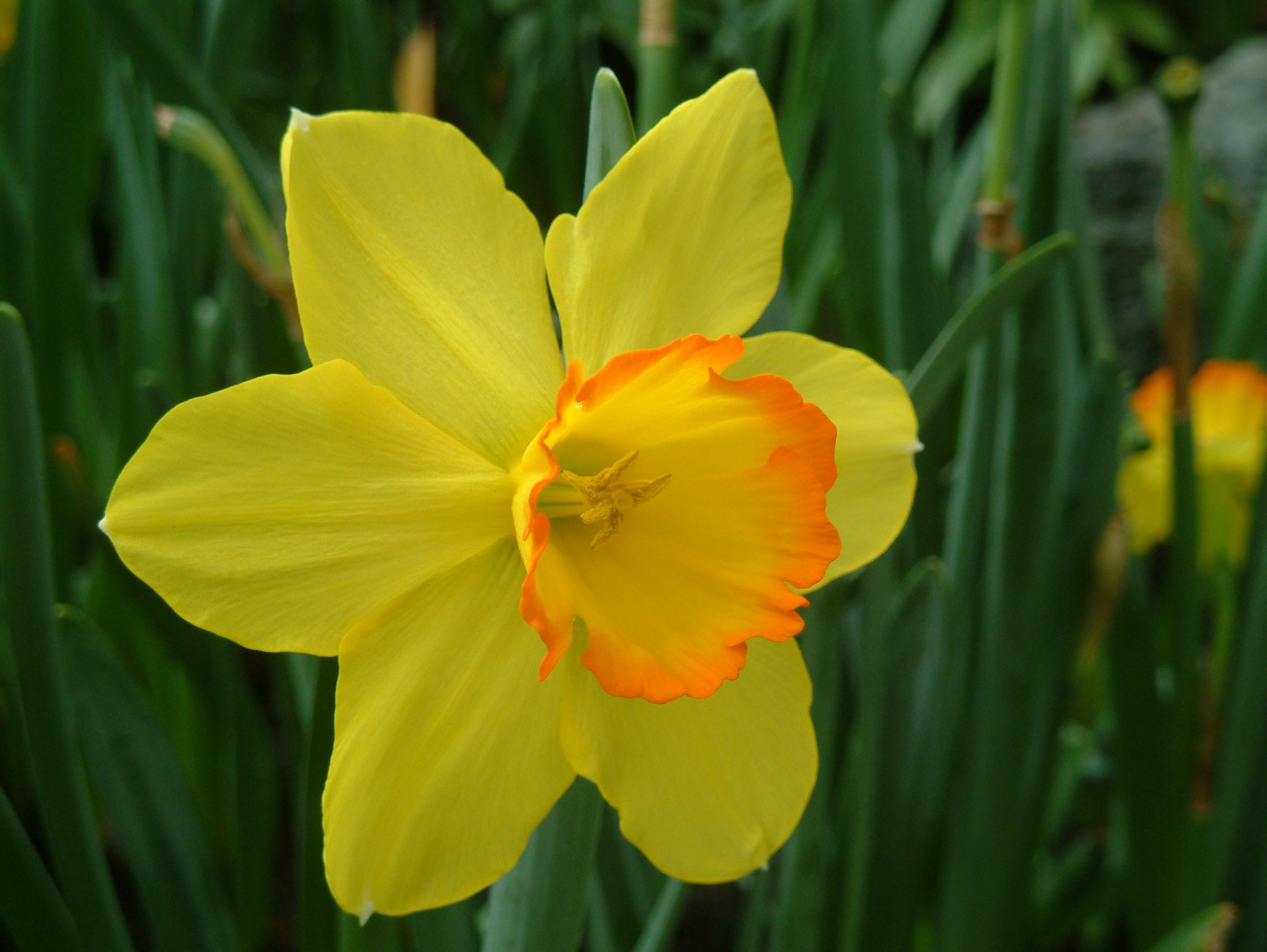 Free download | HD wallpaper: plant, yellow flower, western narcissus ...