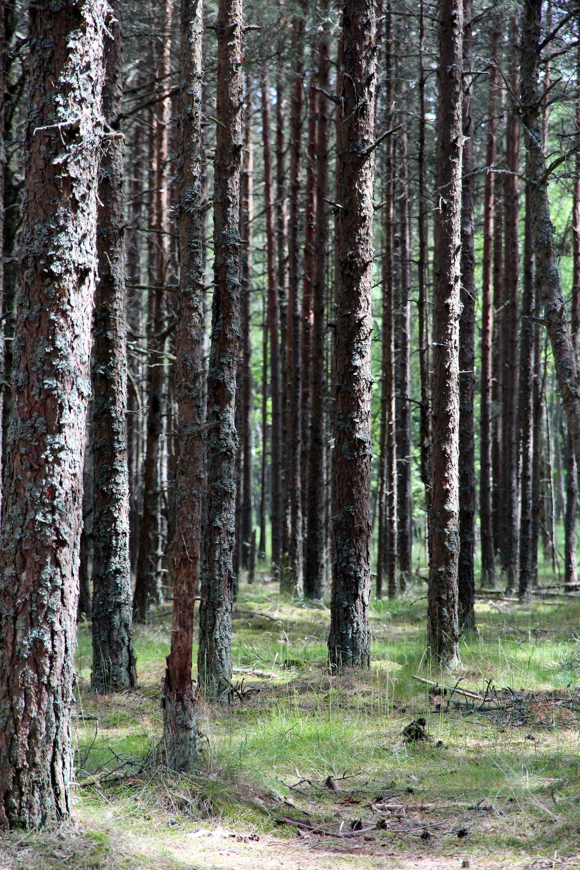 forest, trunks, trees, tree trunks, coniferous tree, landscape