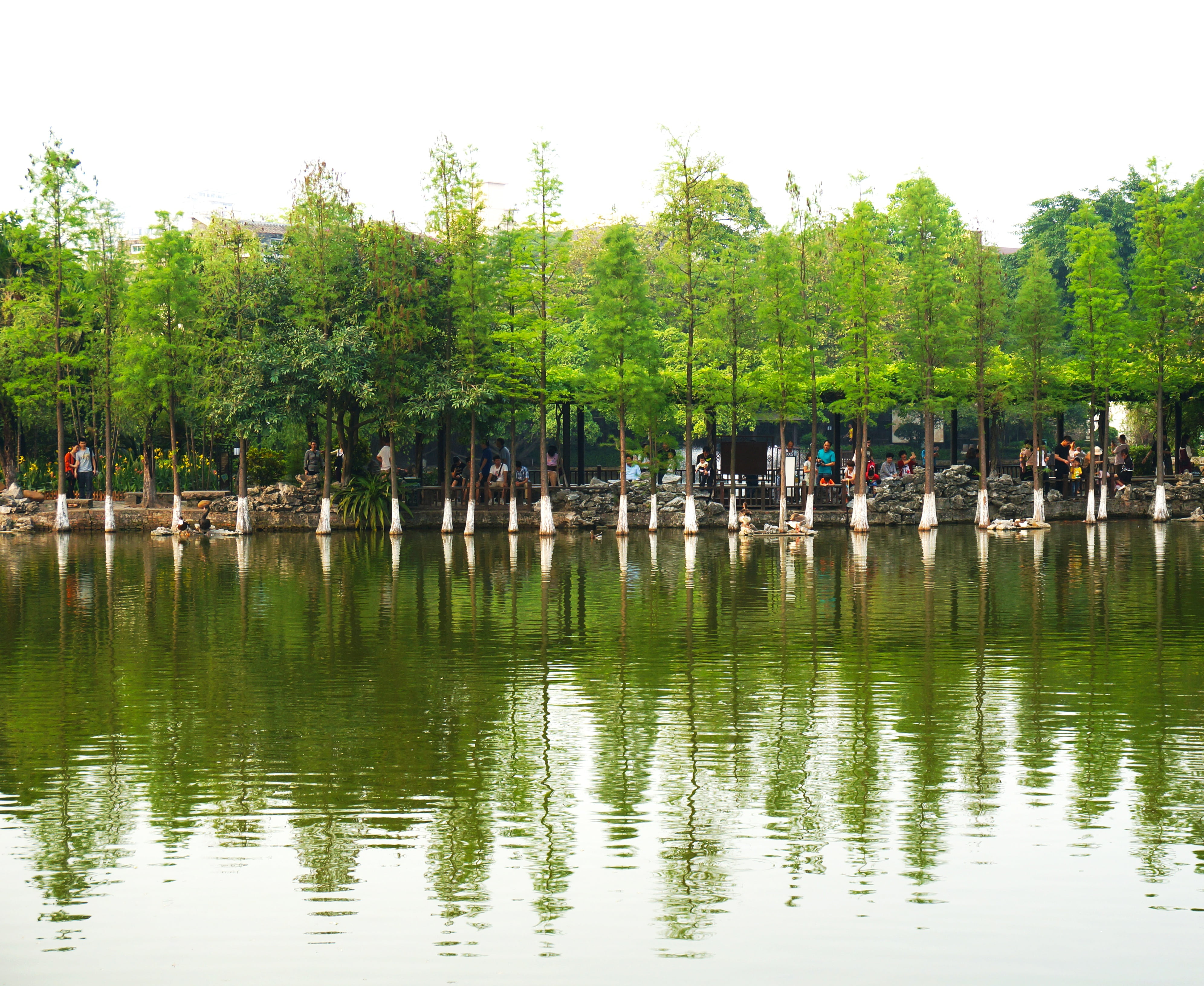 the scenery, tree, spring, water, reflection, plant, waterfront