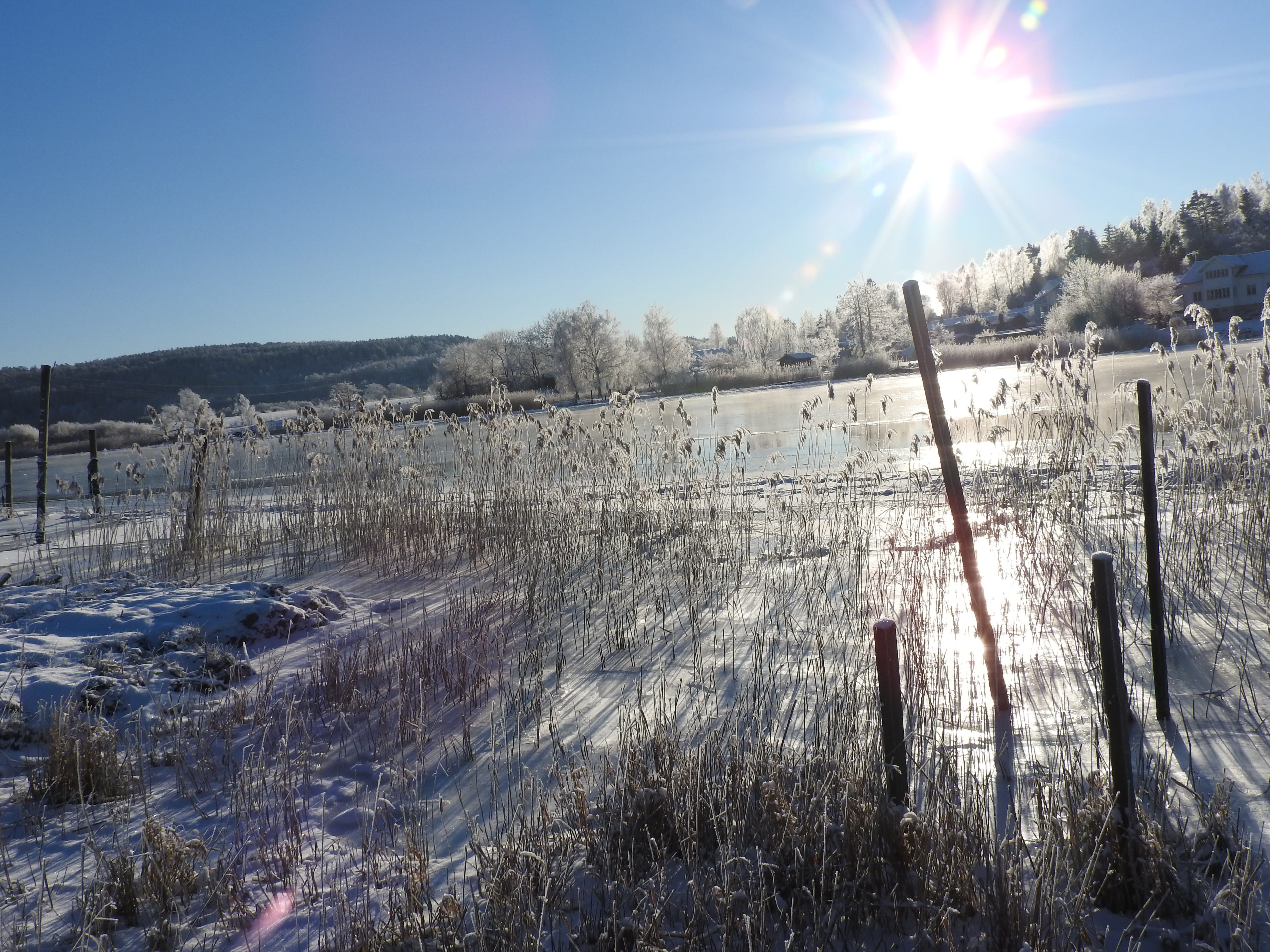 winter, snow, cold, sky, sunlight, cold temperature, plant