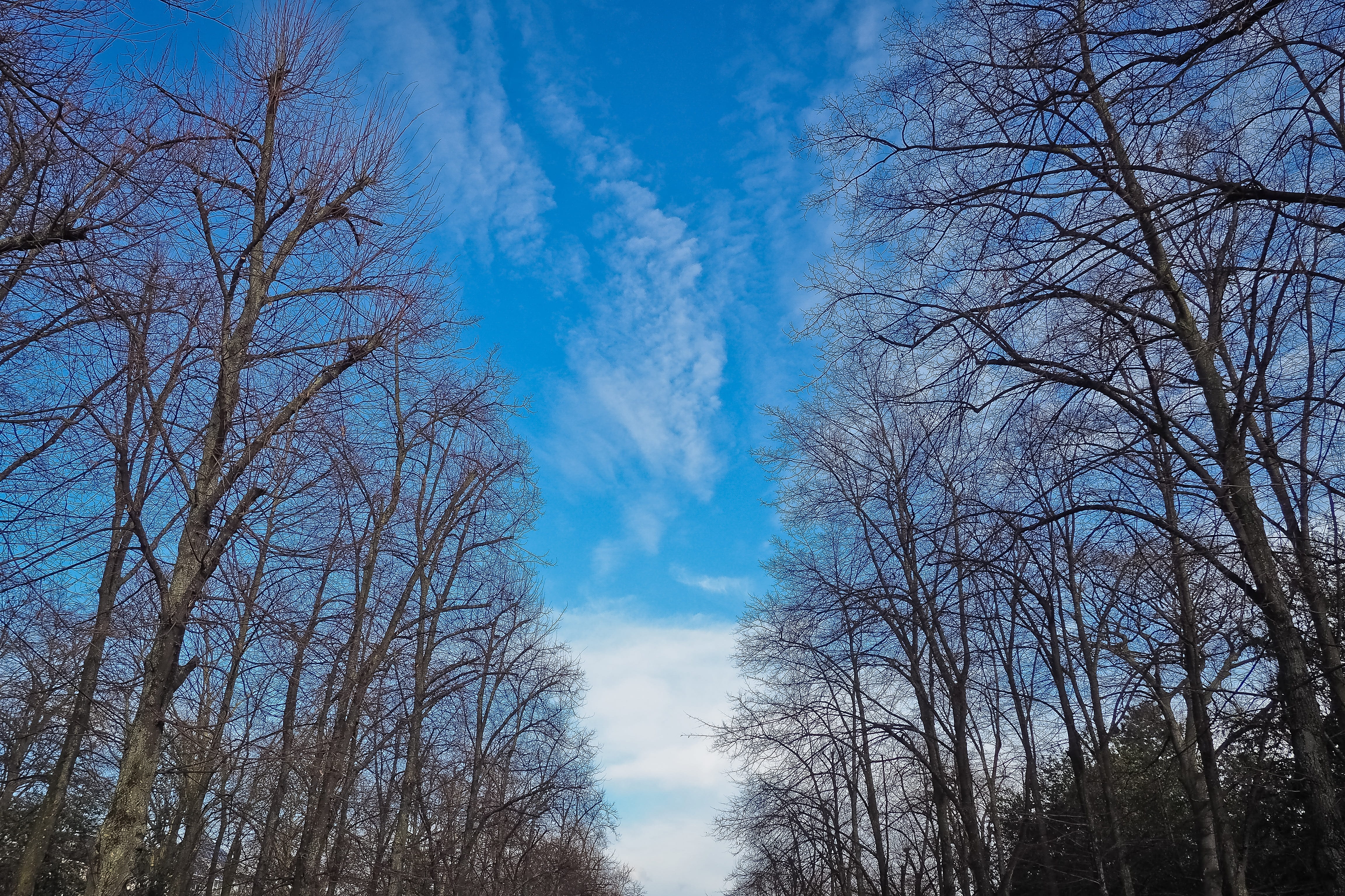 sky, clouds, forest, trees, blue sky, branches, fall, fog, idyllic