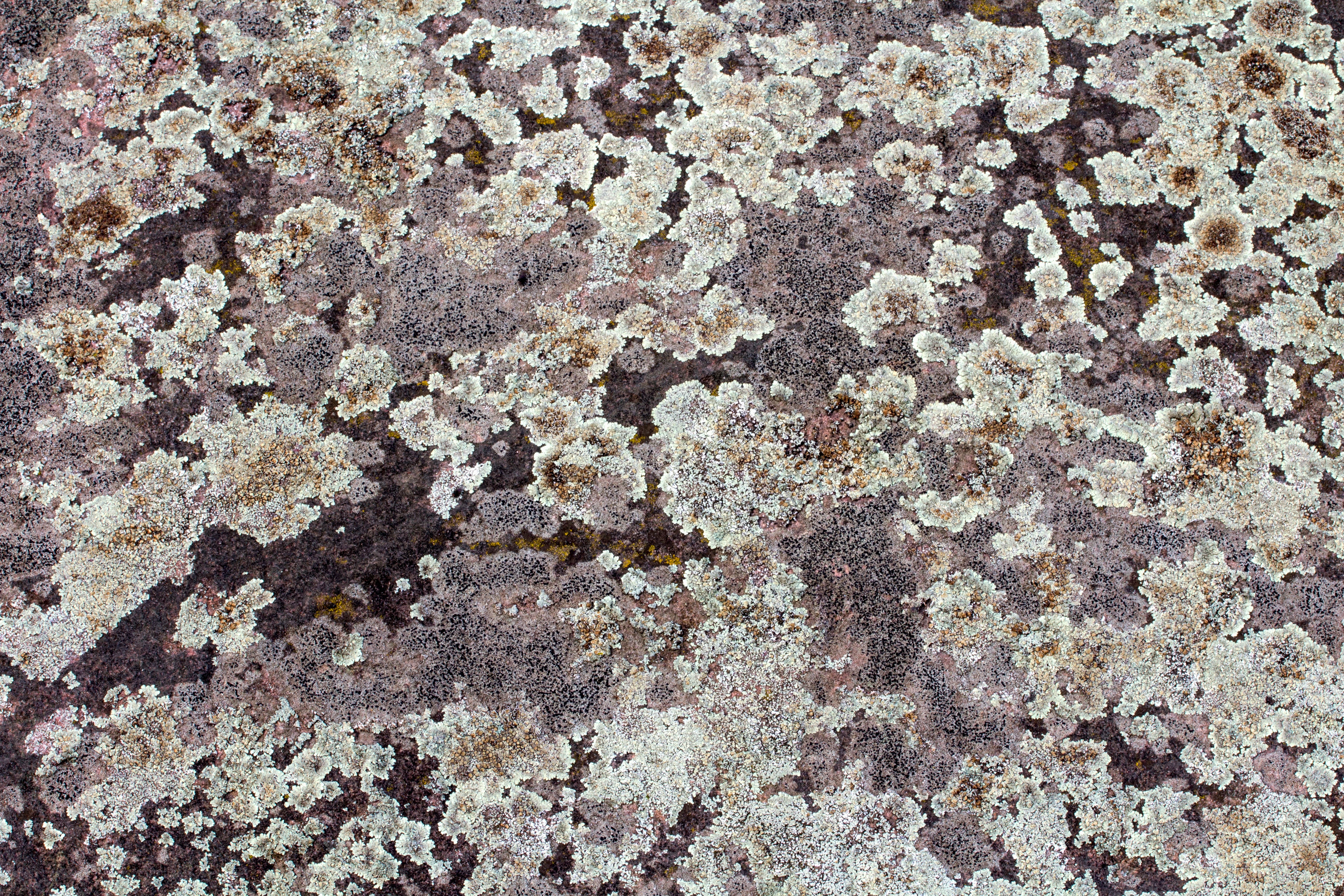background, texture, wall, weave, structure, wattle, full frame