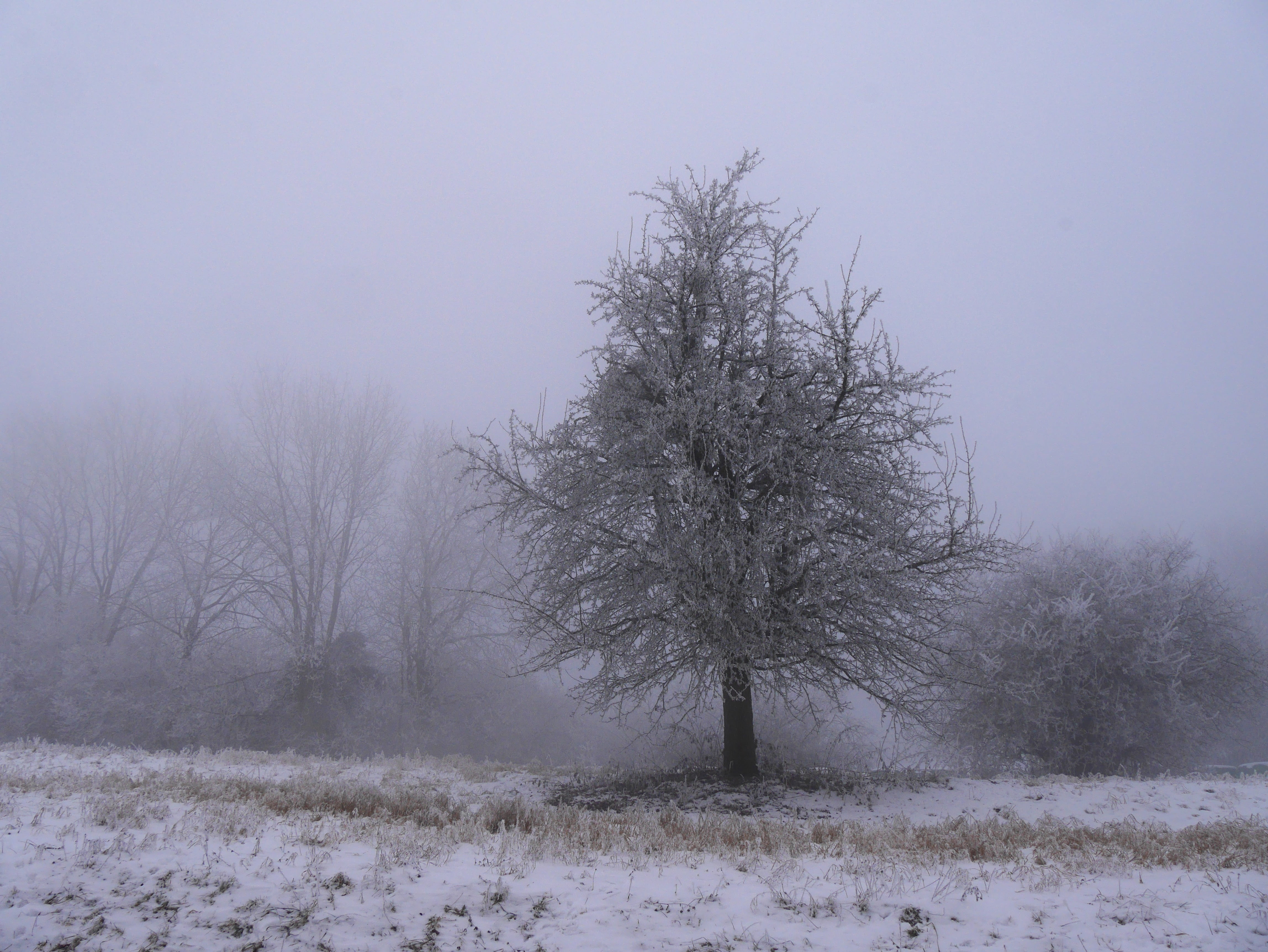 cold, tree, only, nature, snow, winter, cold temperature, plant