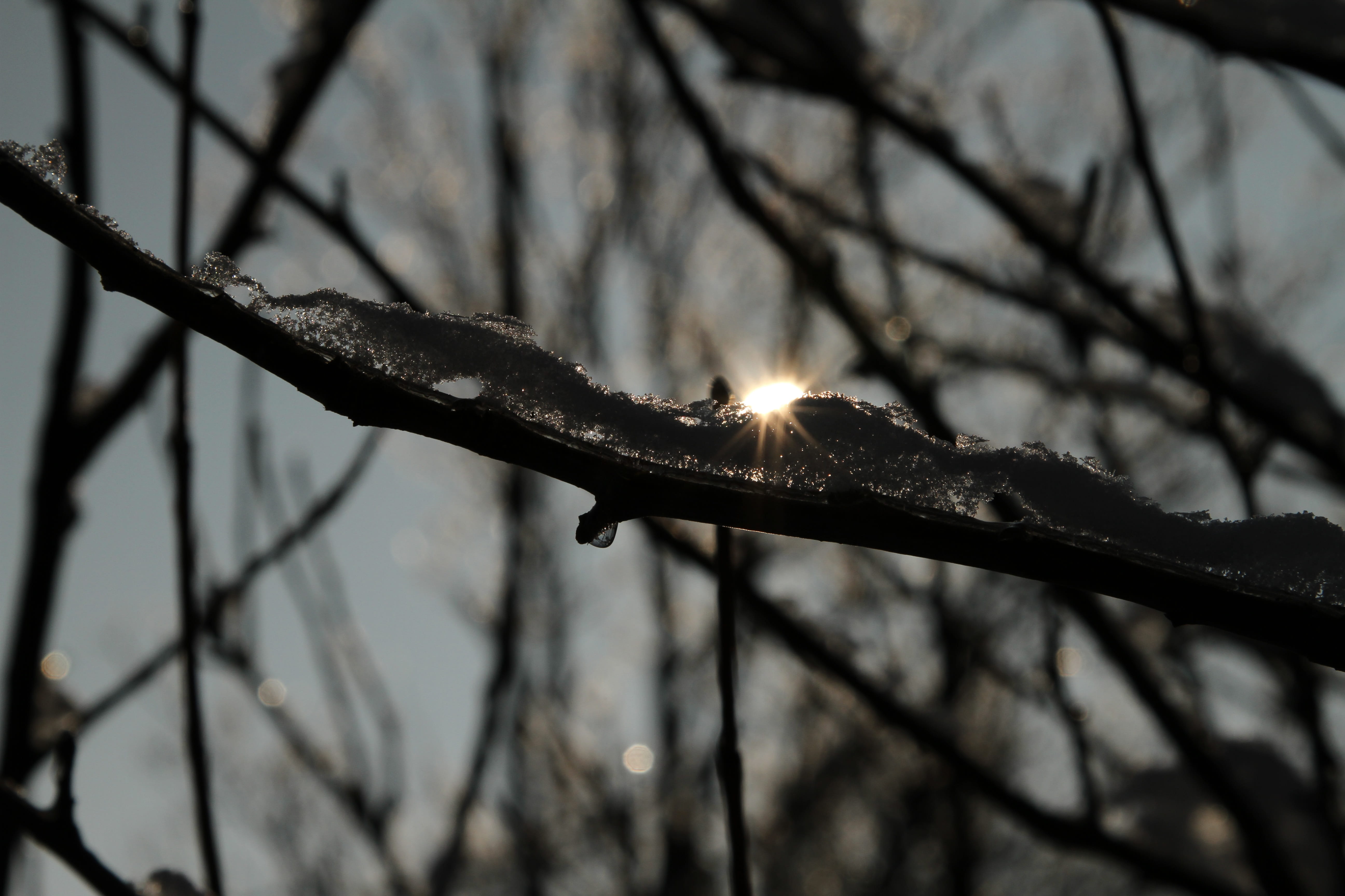 sunset, magic tree, ice, refraction, crystal, small sunset