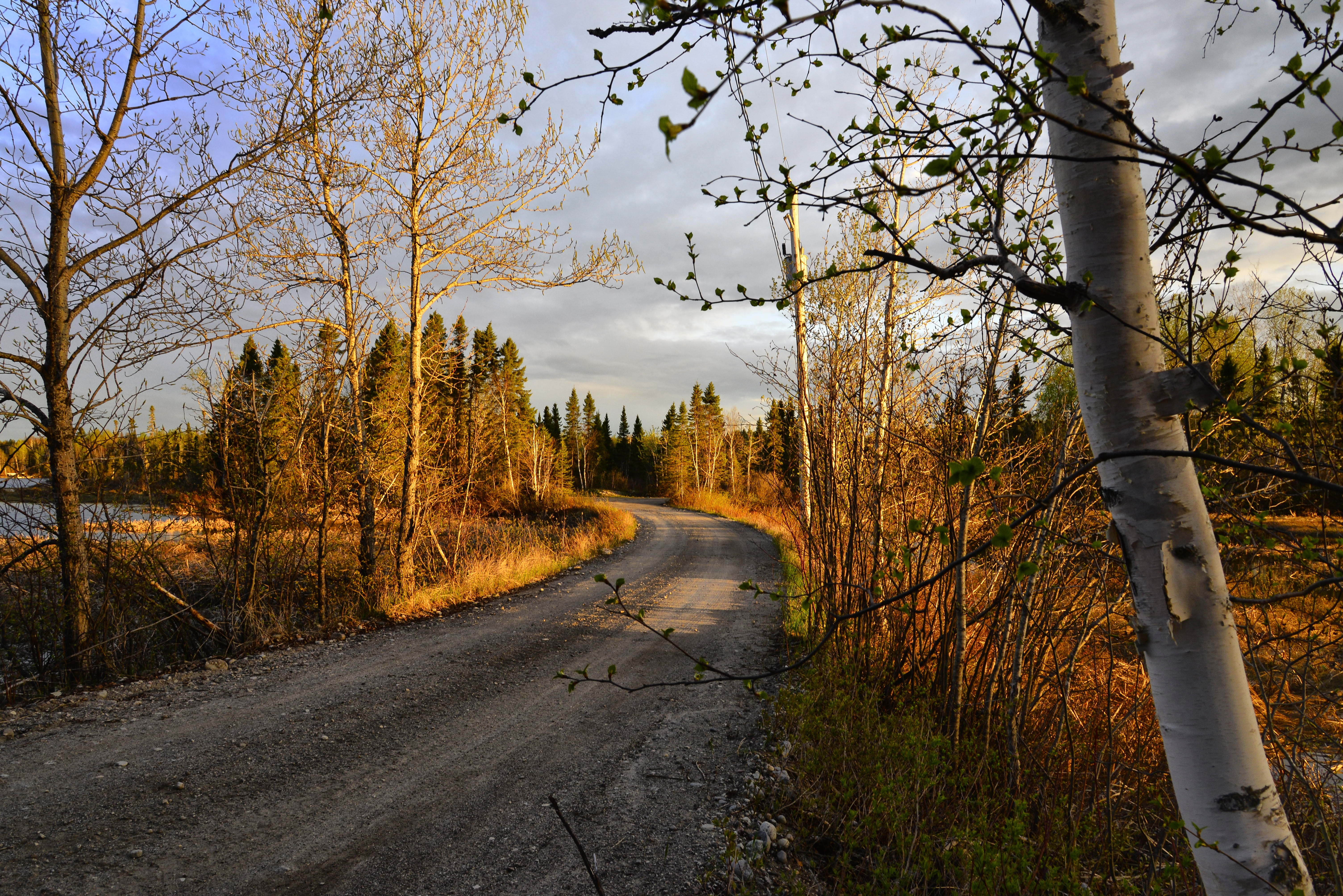 landscape, path, nature, forest, spring, trees, leaves, branches