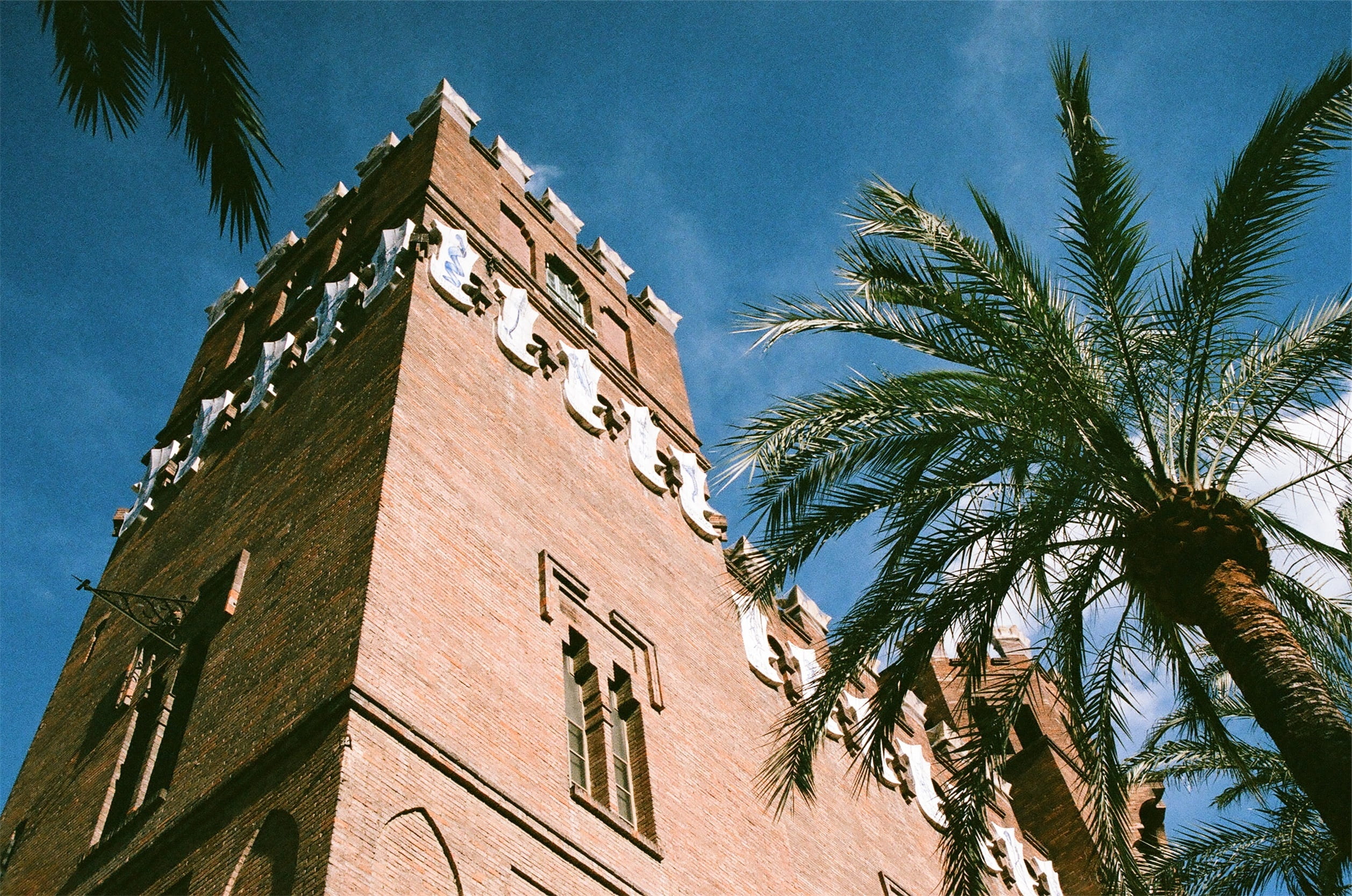palm tree, building, architecture, building exterior, built structure