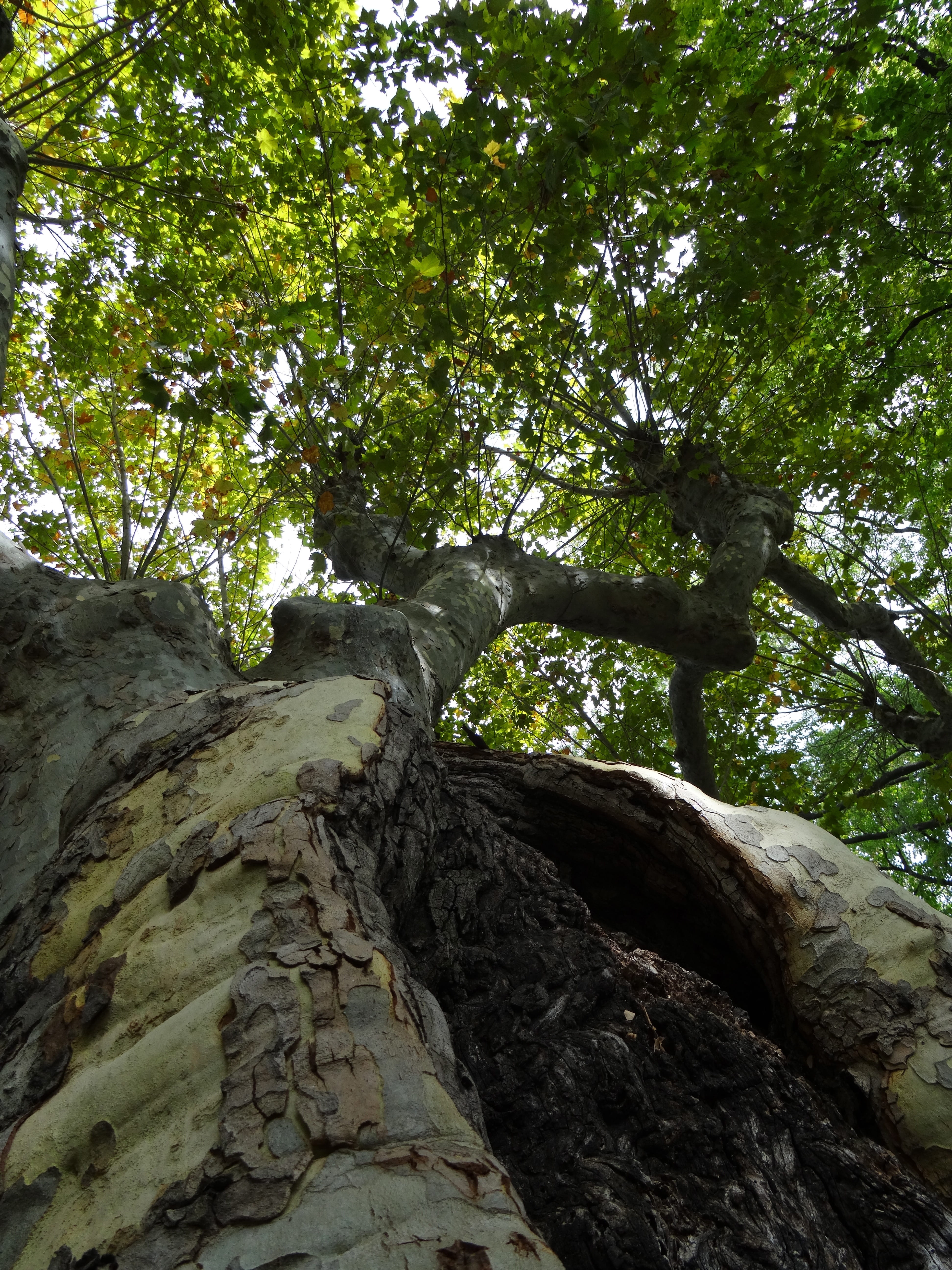 Tree, Bark, Texture, Old, Wood, Trunk, branch, tree branches