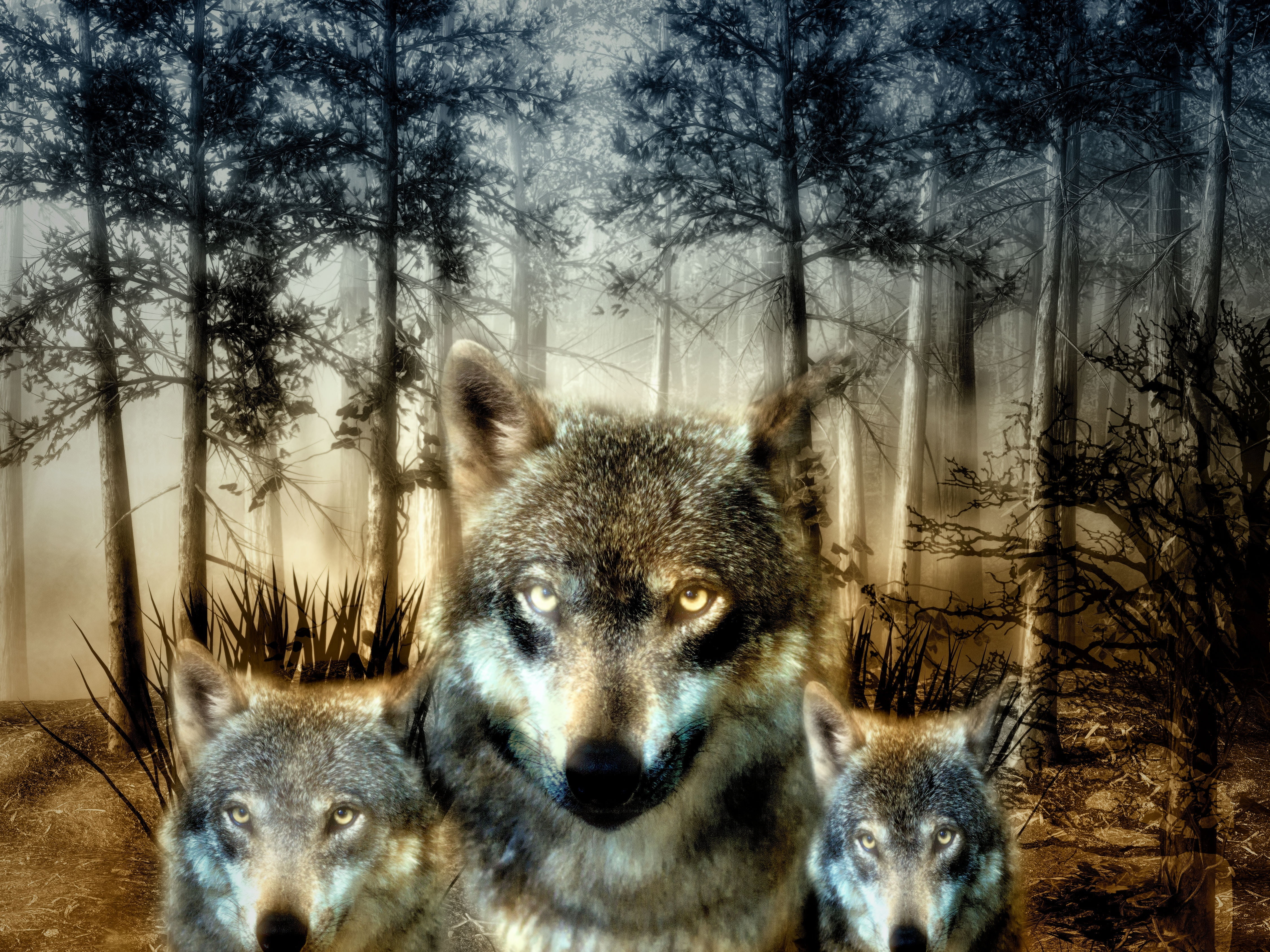 three wolves illustration, wolf, forest, puppies, wild animal