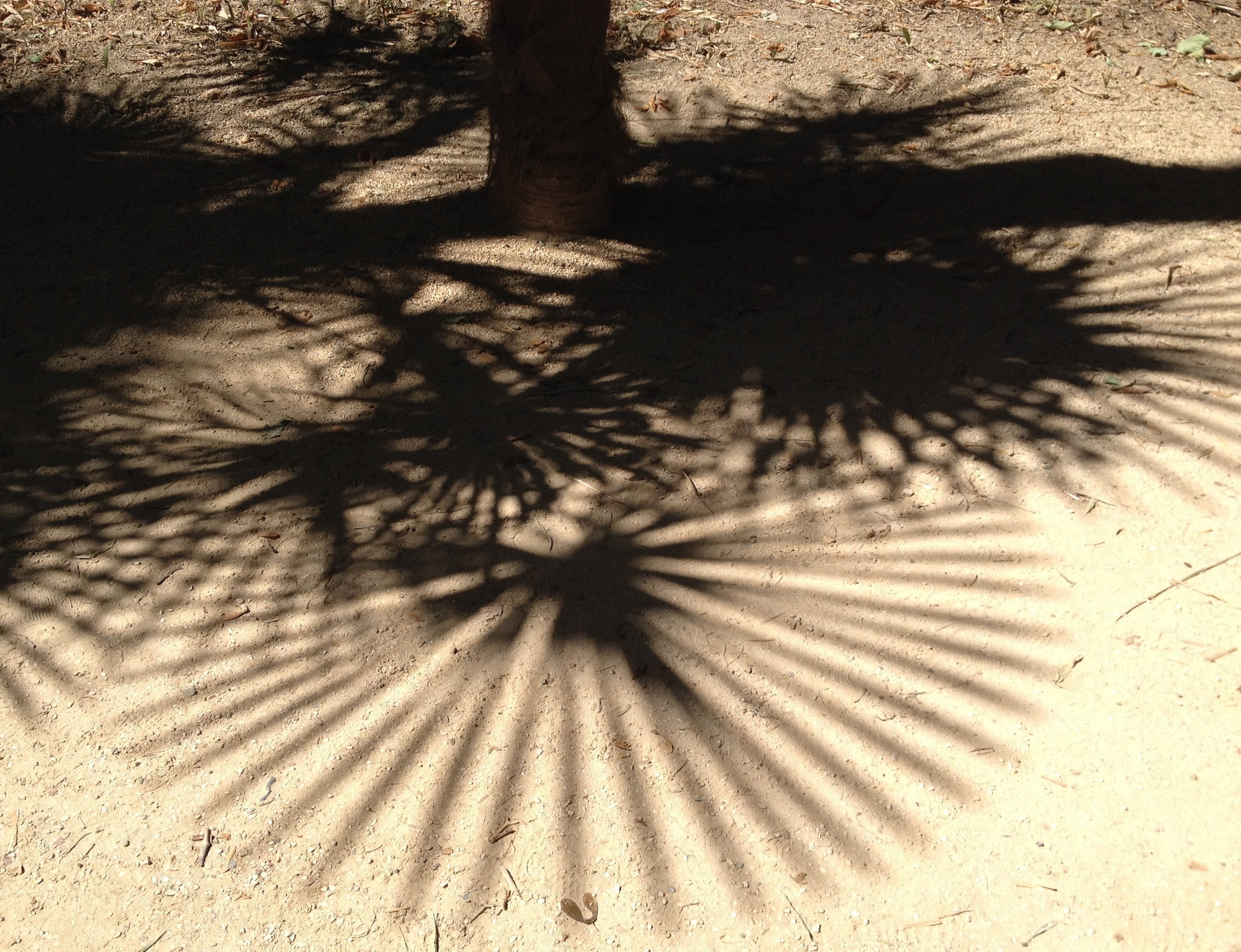 Palm Tree, Tree, Leaf, Shadow, Pattern, foliage, branch, nature