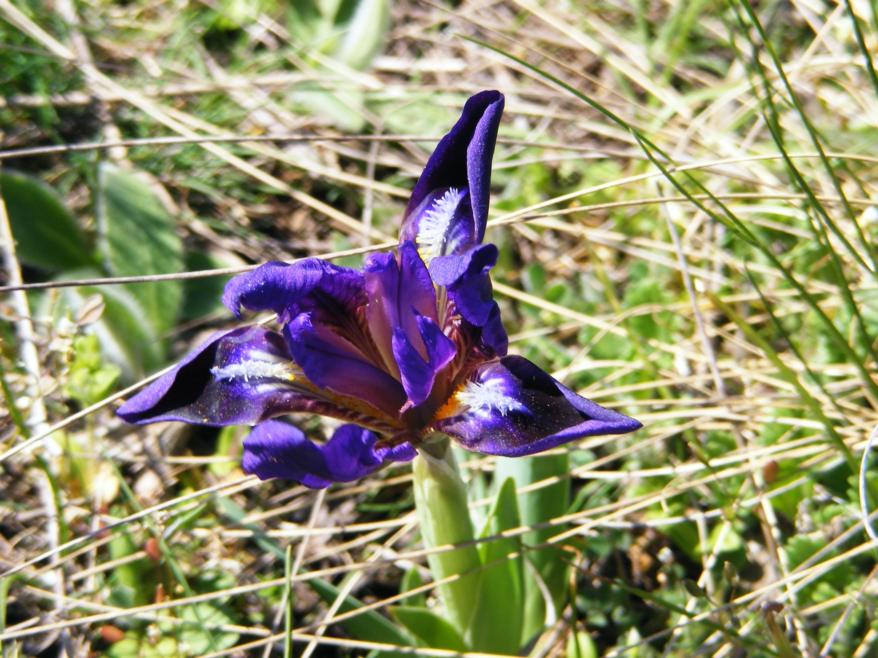 Wild, Iris, Flower, iris pseudarocus, violet, wild iris, mov