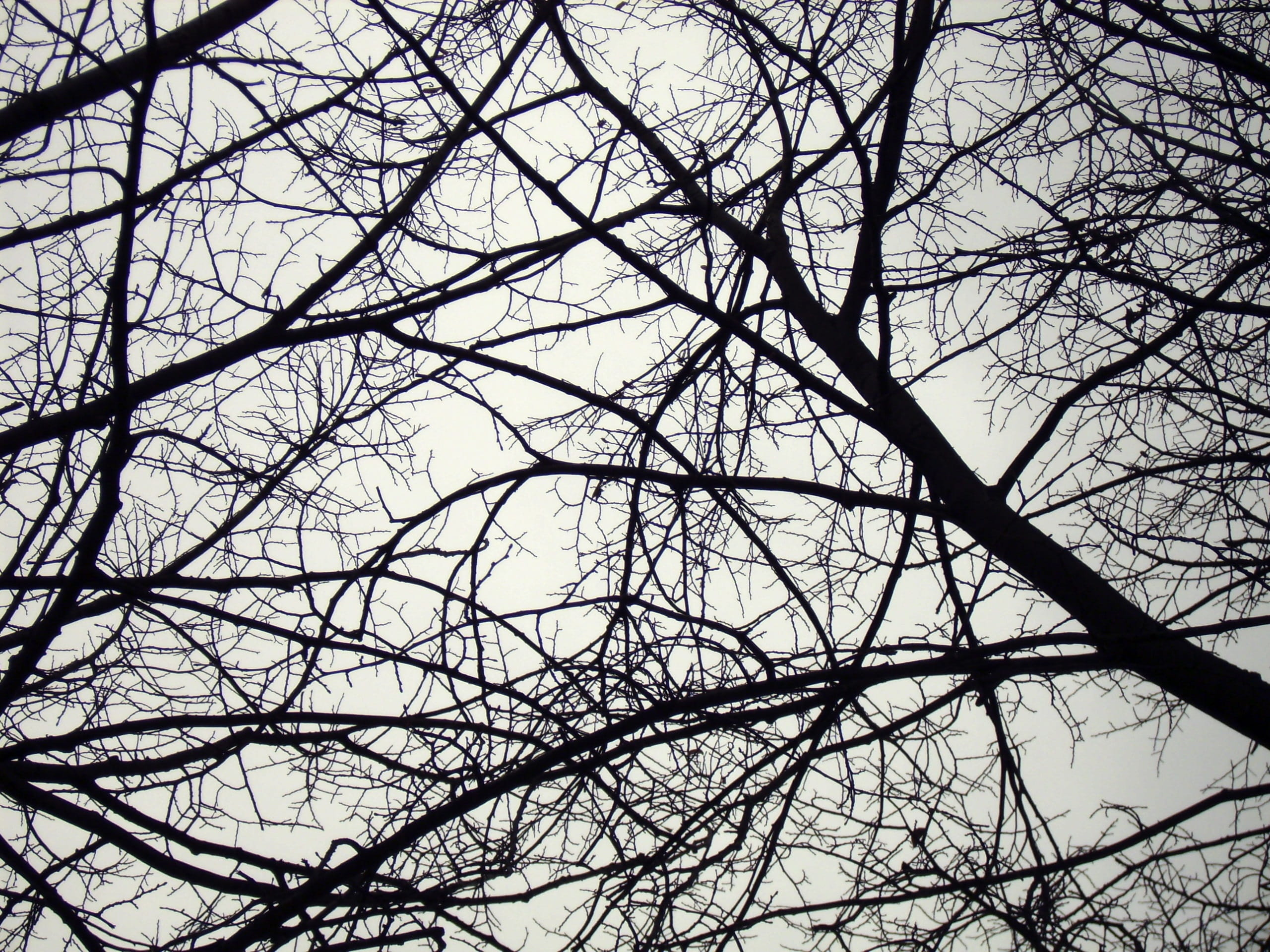 branches, tree, winter, sky, bare tree, low angle view, plant