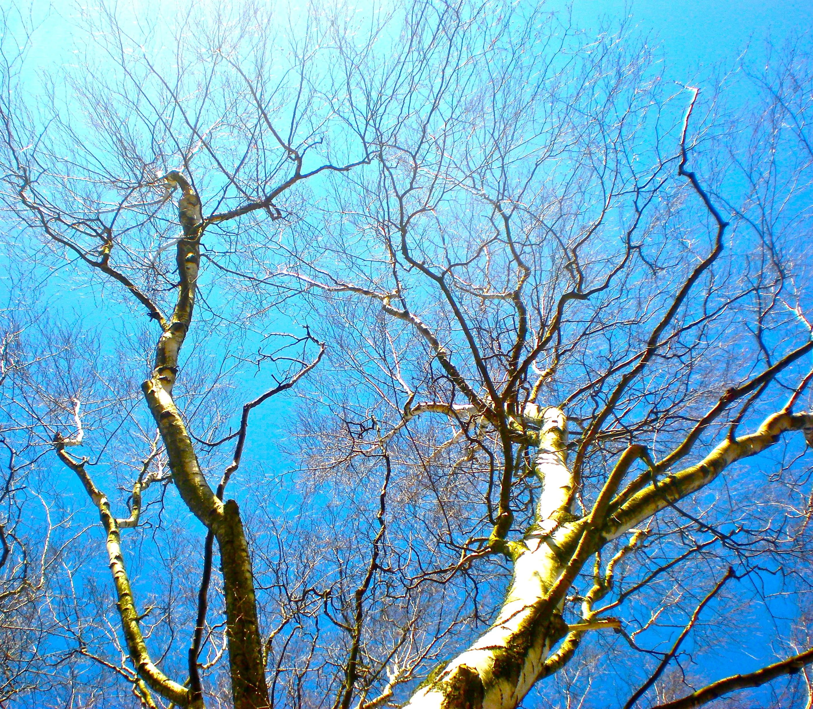 Birch, Tree, Blue Sky, Greenery, bare tree, branch, nature