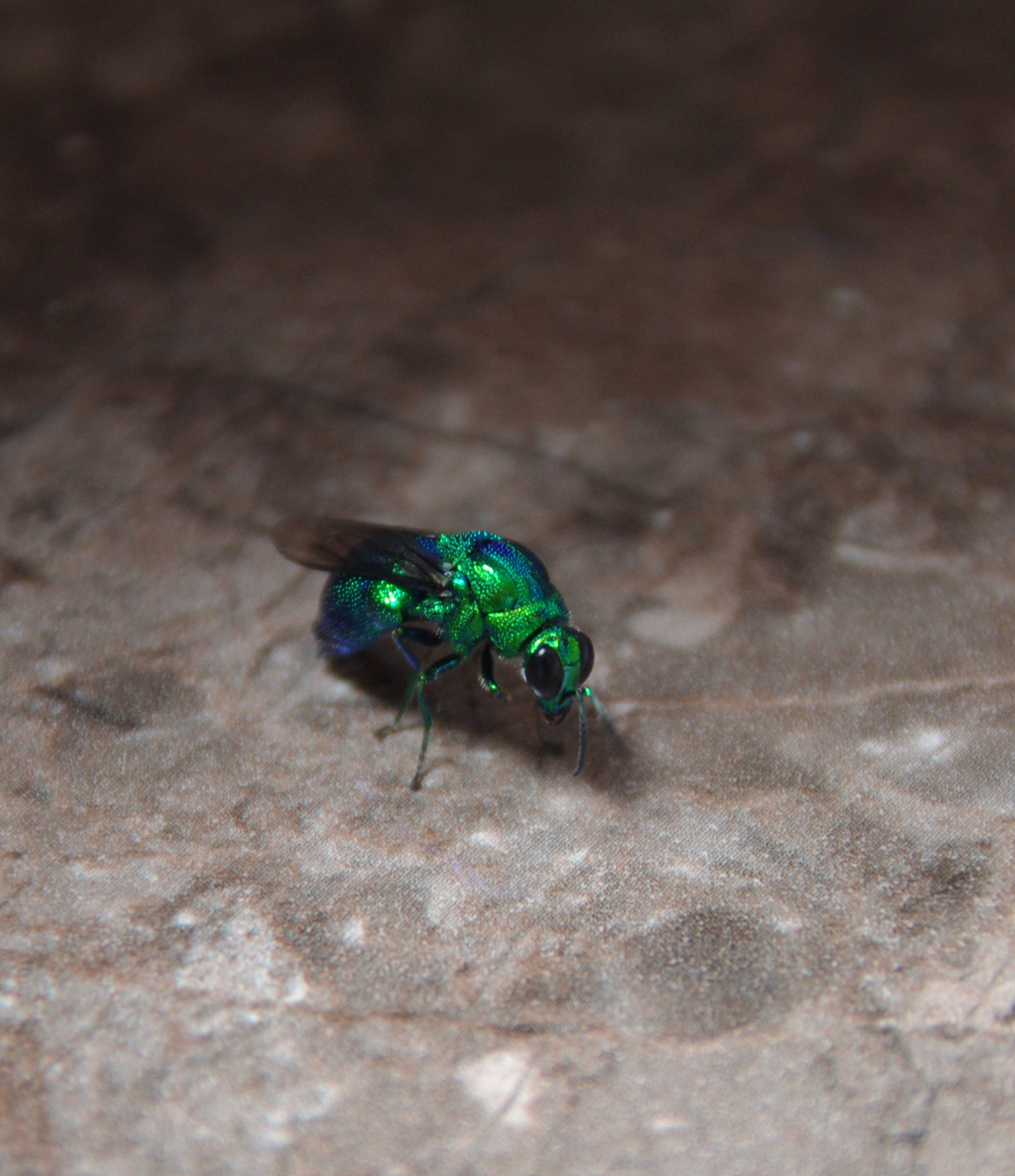 Fly, Insect, Nature, Bug, Macro, green, wings, small, close