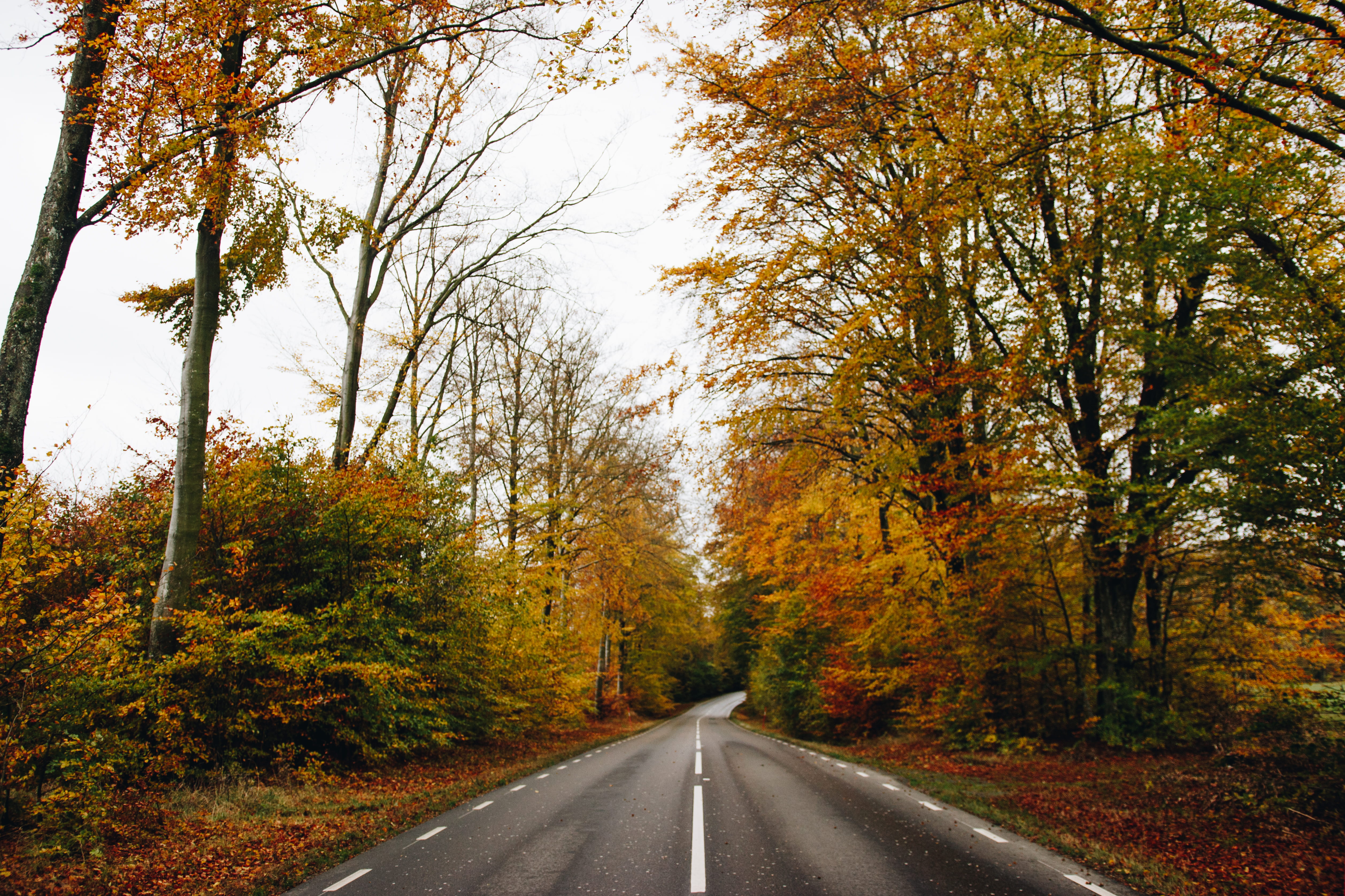 concrete road surrounded trees, pathway in between trees, forest