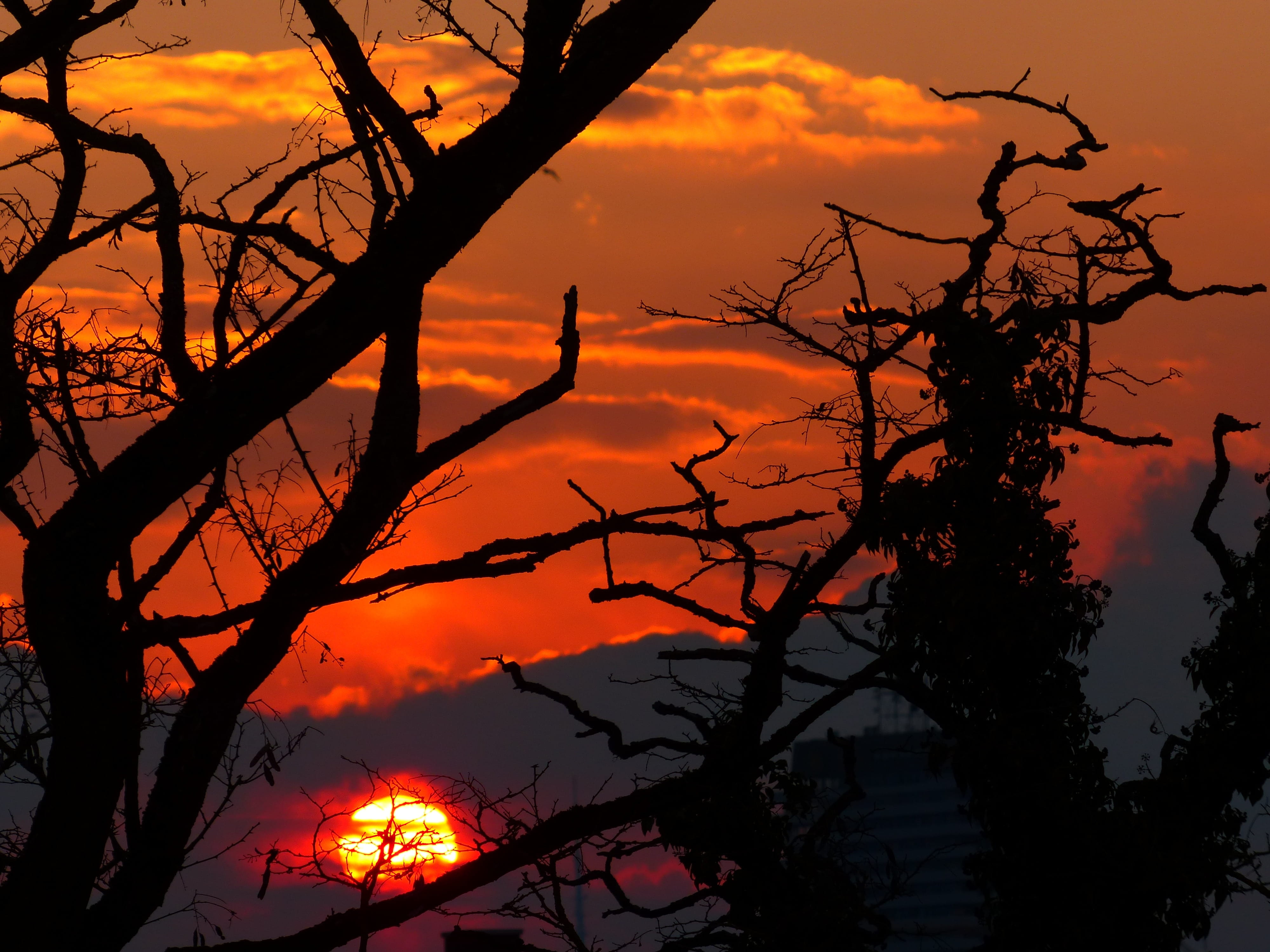Sunset, Light, Burn, Glow, sky, silhouette, back light, tree