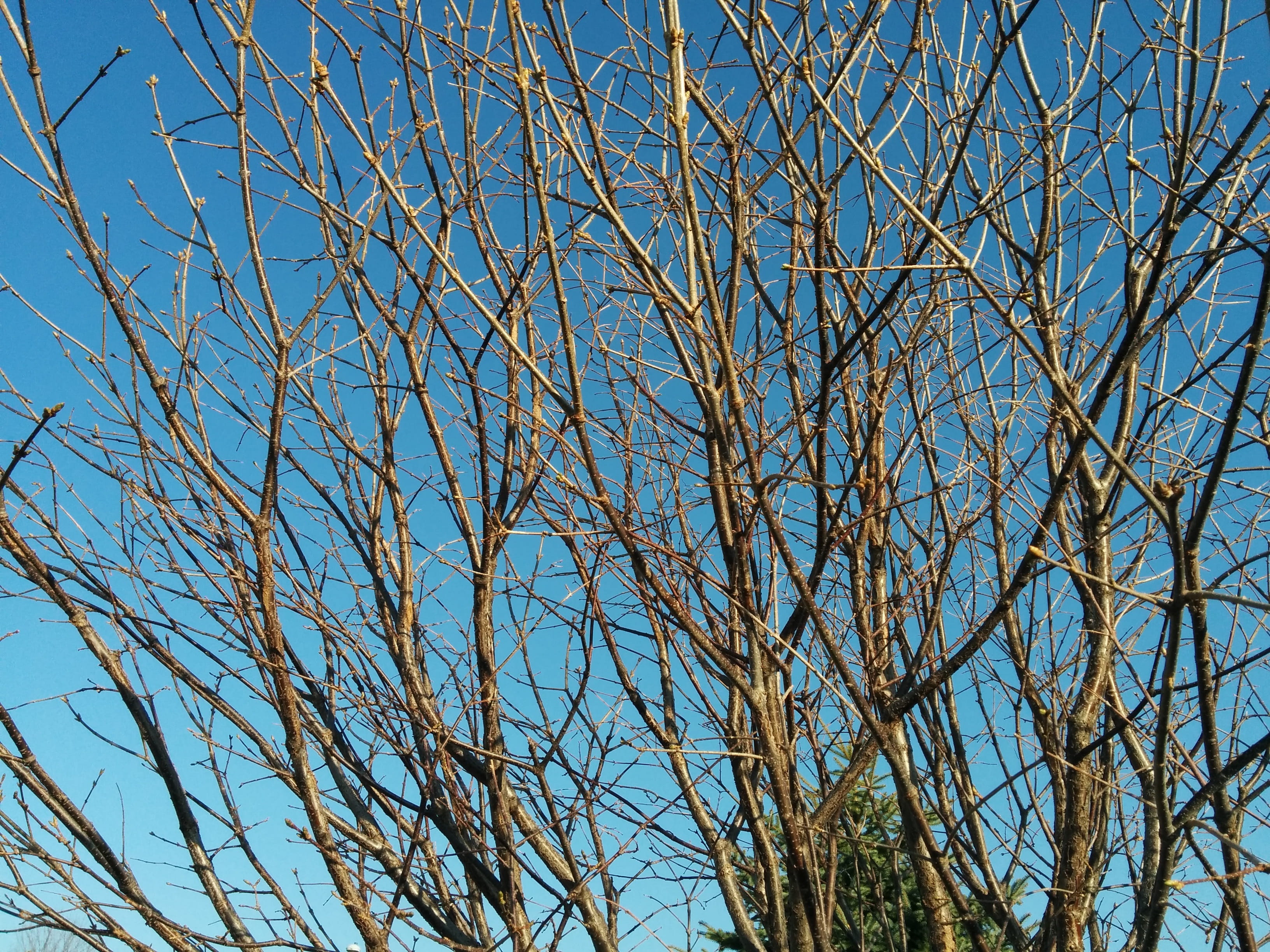 Branches, Tree, Spring, Winter, Natural, wood, bare tree, blue