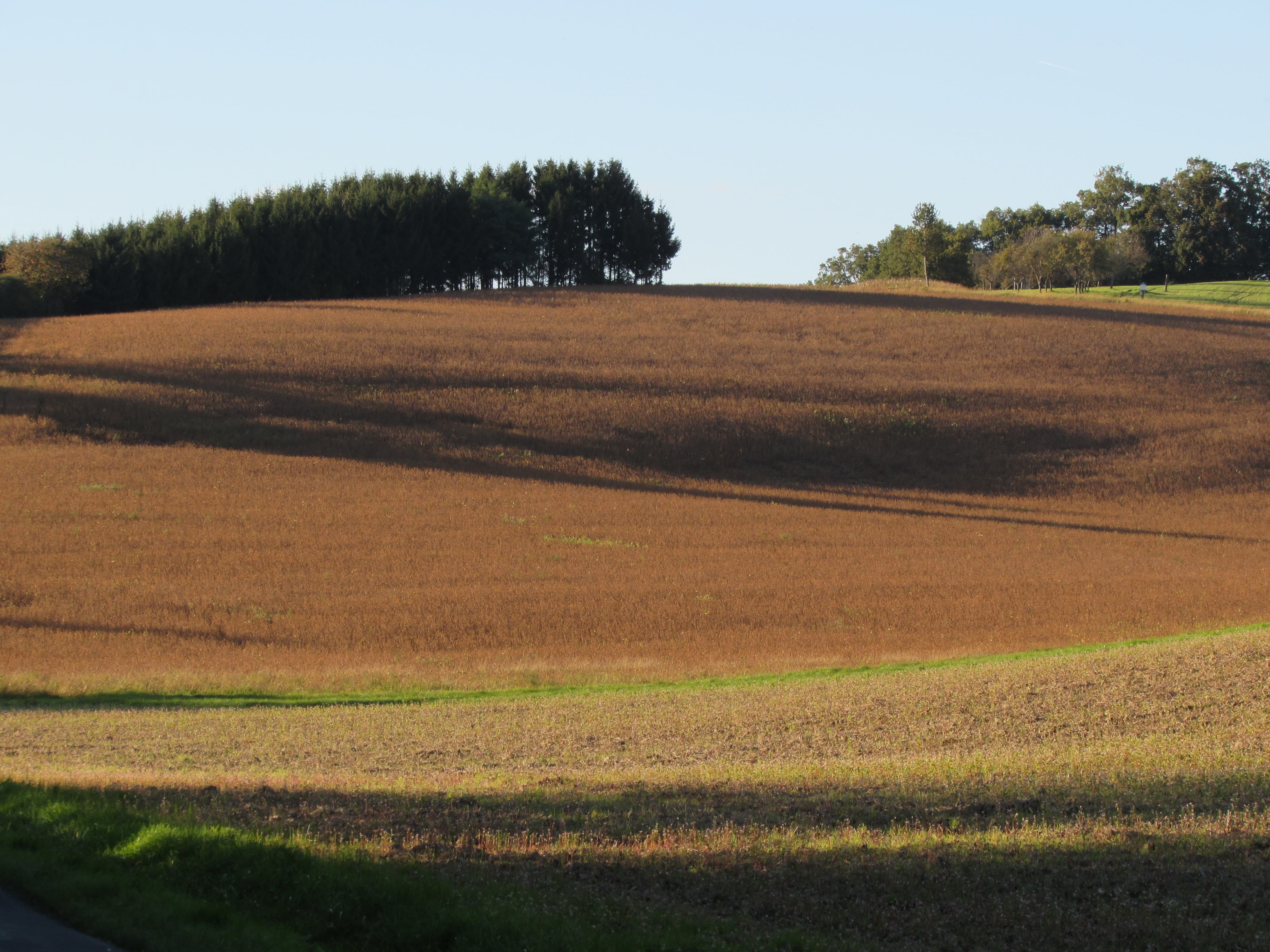 fields, landscape, arable, tree, plant, tranquil scene, tranquility