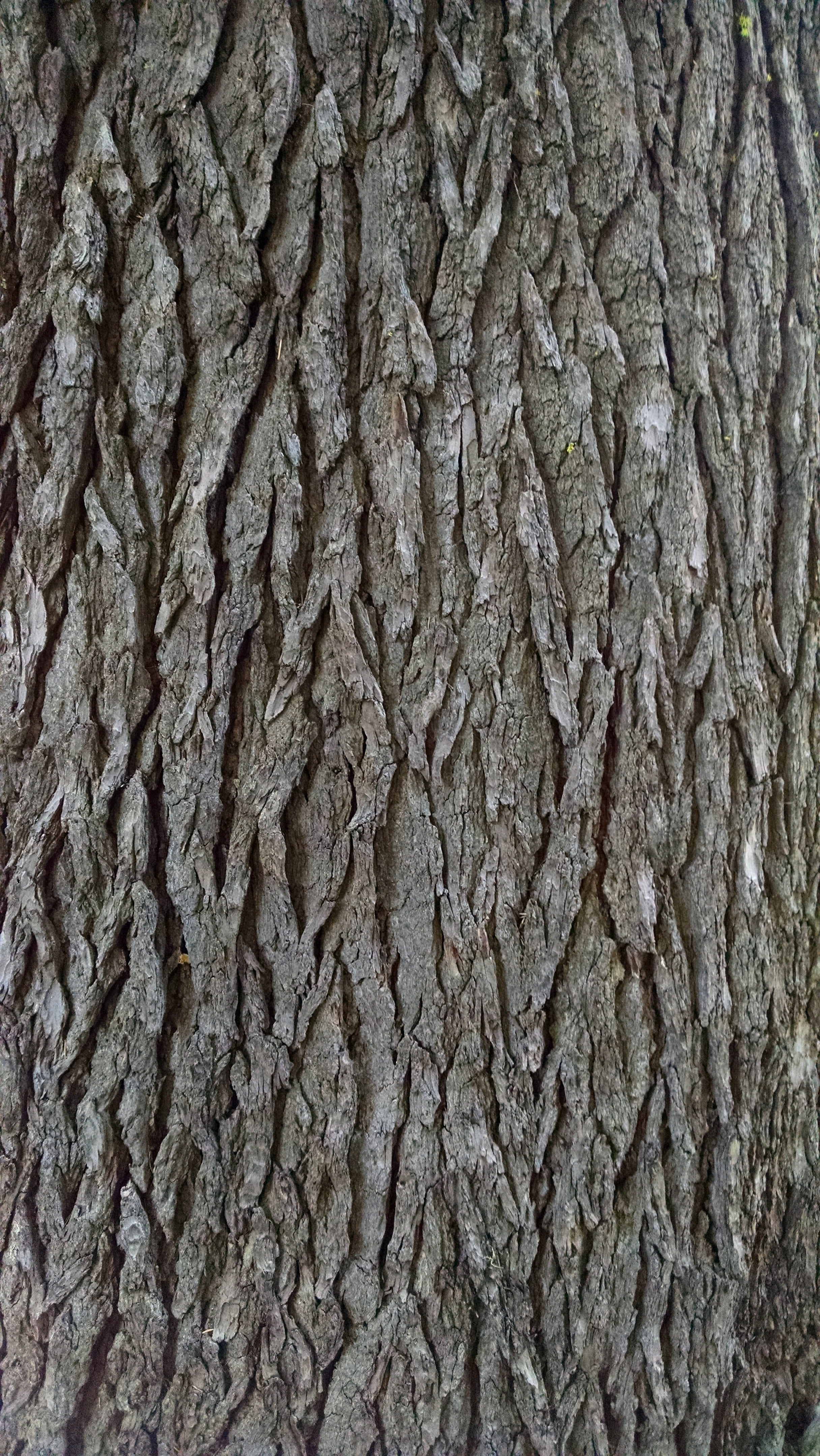 bark, tree, texture, pine, rough, nature, backgrounds, pattern