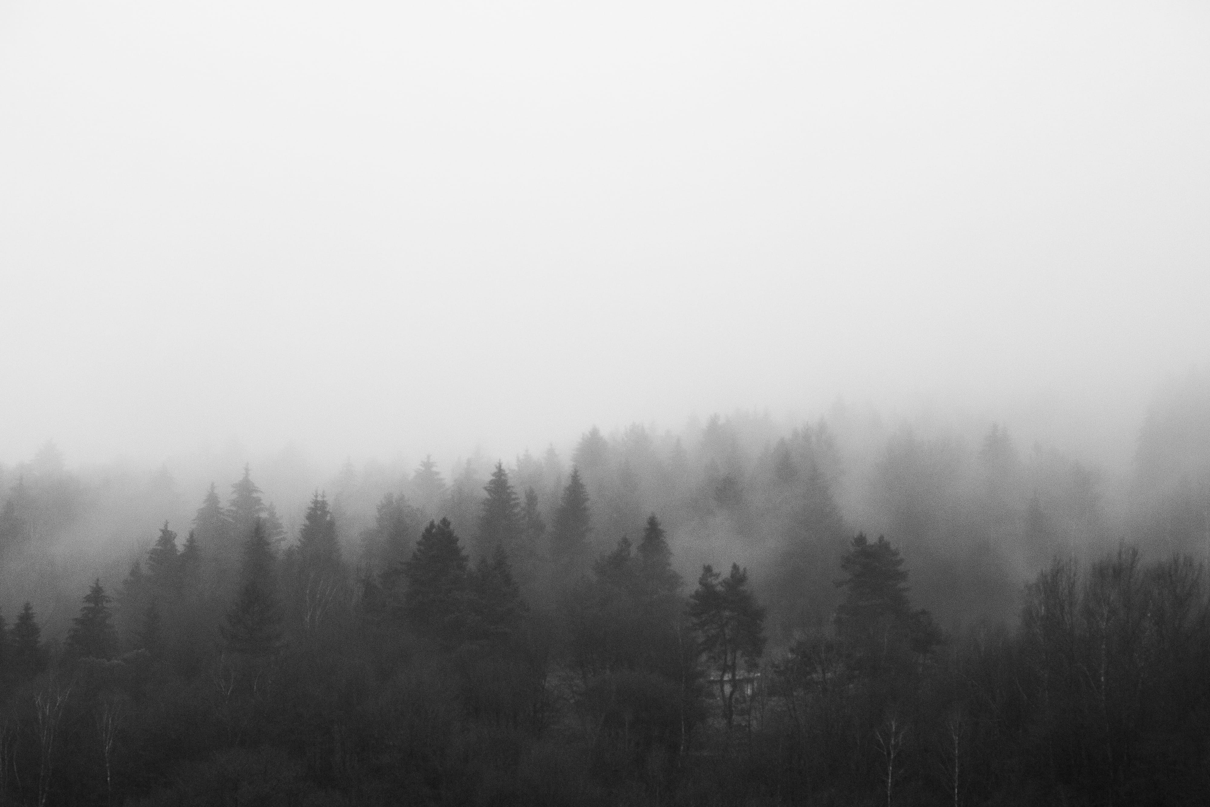 Black and White Morning Foggy Forest, bw, clouds, nature, room for text